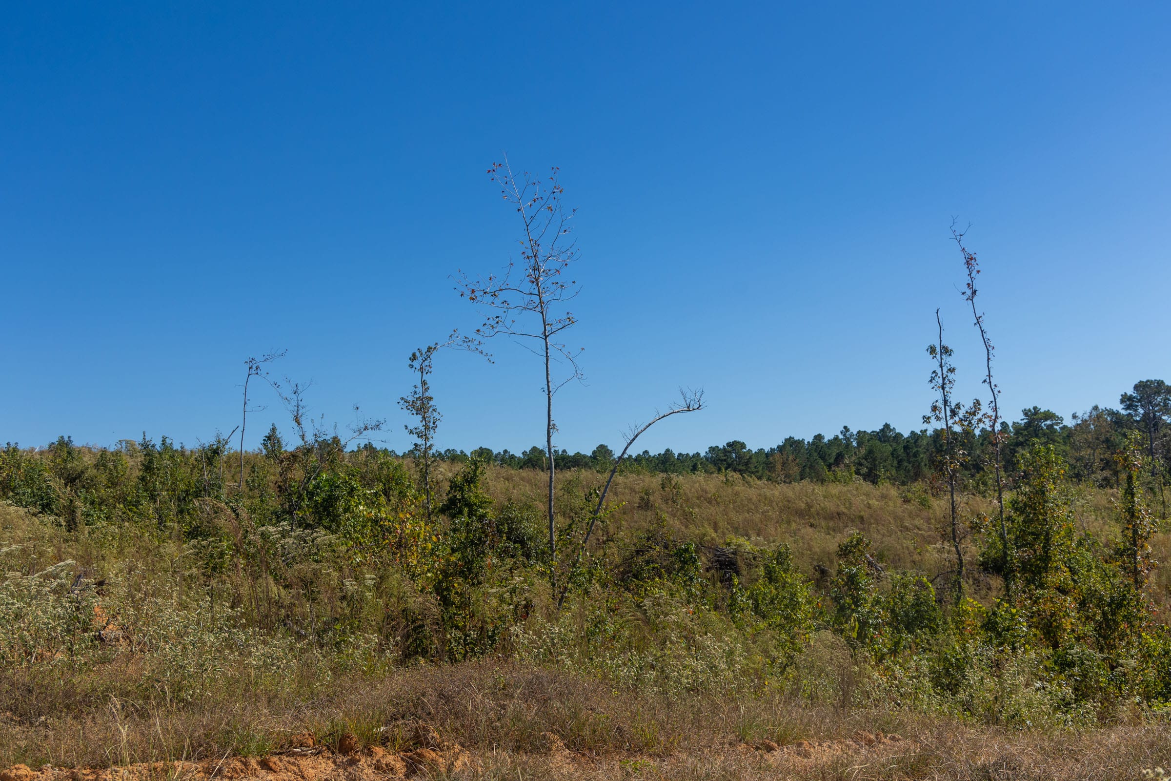 Meyer’s Ridge Tract 4 photo 5