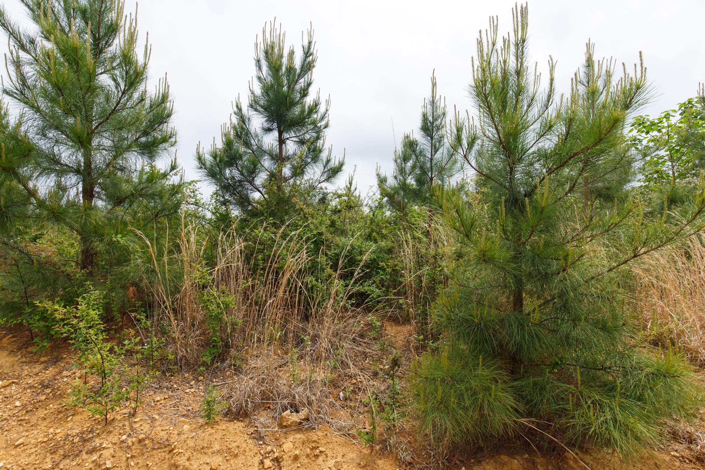 Red Barn Ranch Tract 51 photo 2
