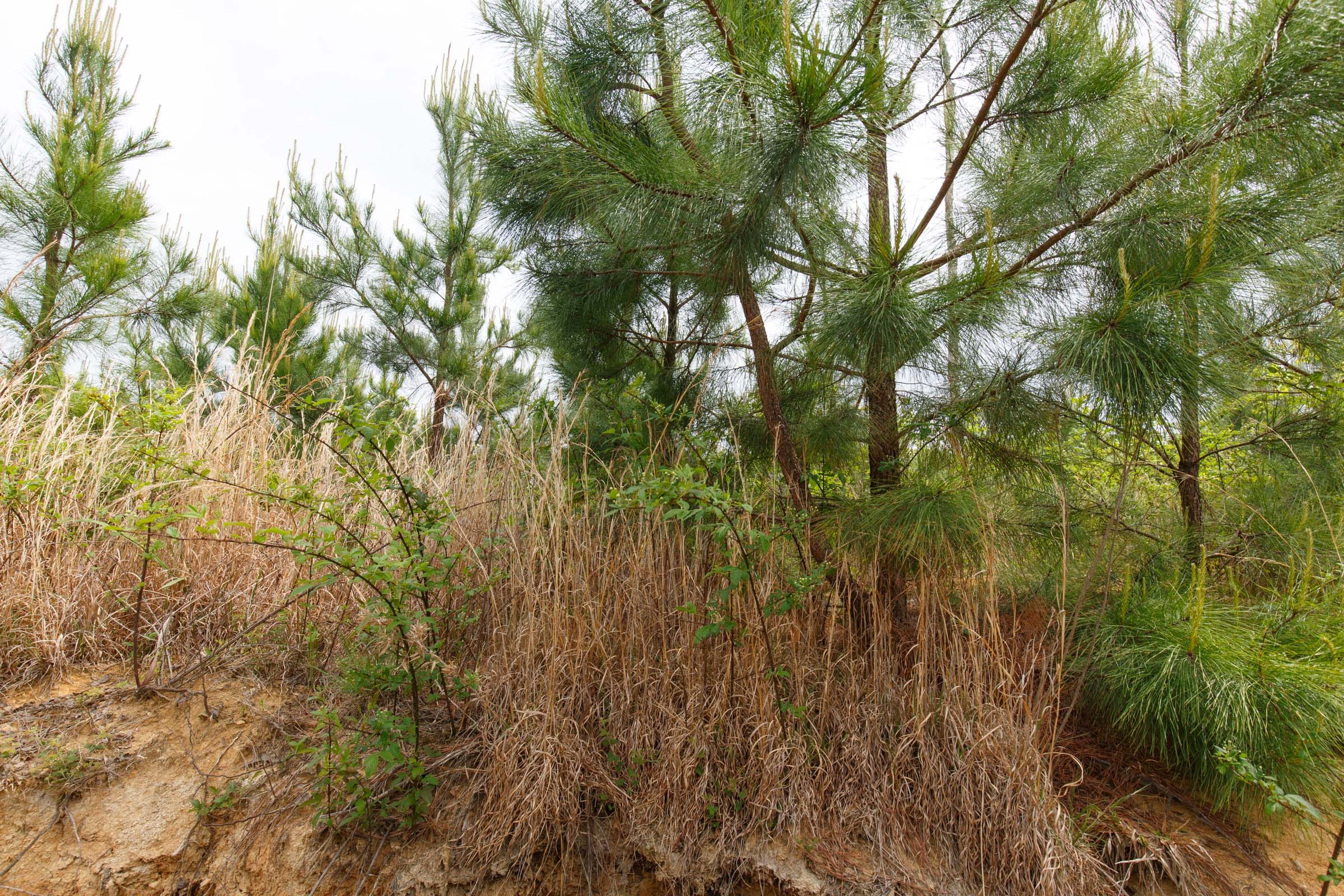 Red Barn Ranch Tract 51 photo 4