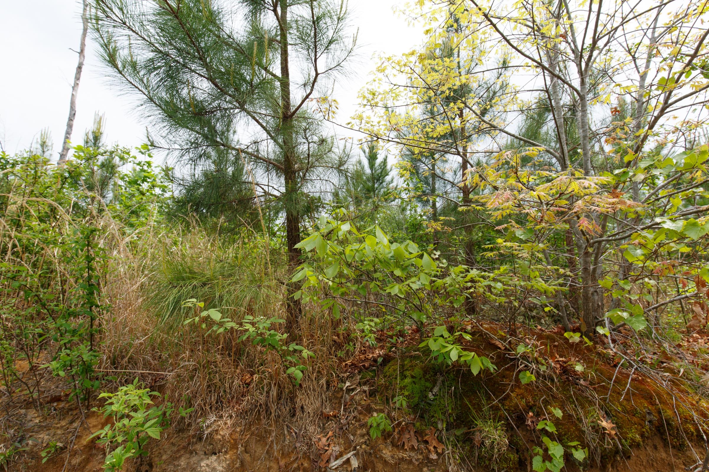 Red Barn Ranch Tract 51 photo 6