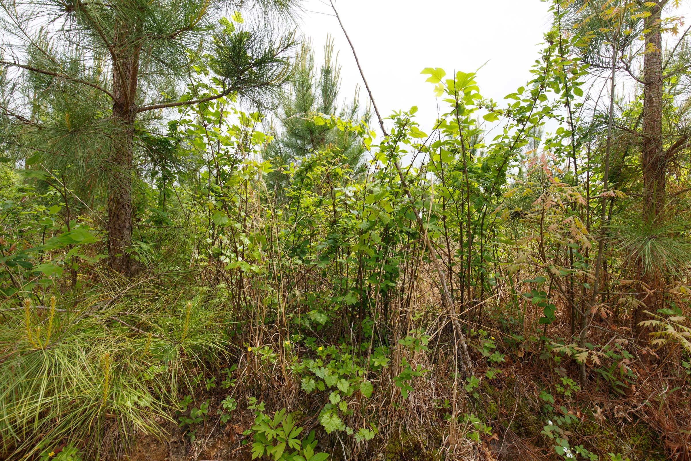 Red Barn Ranch Tract 51 photo 7