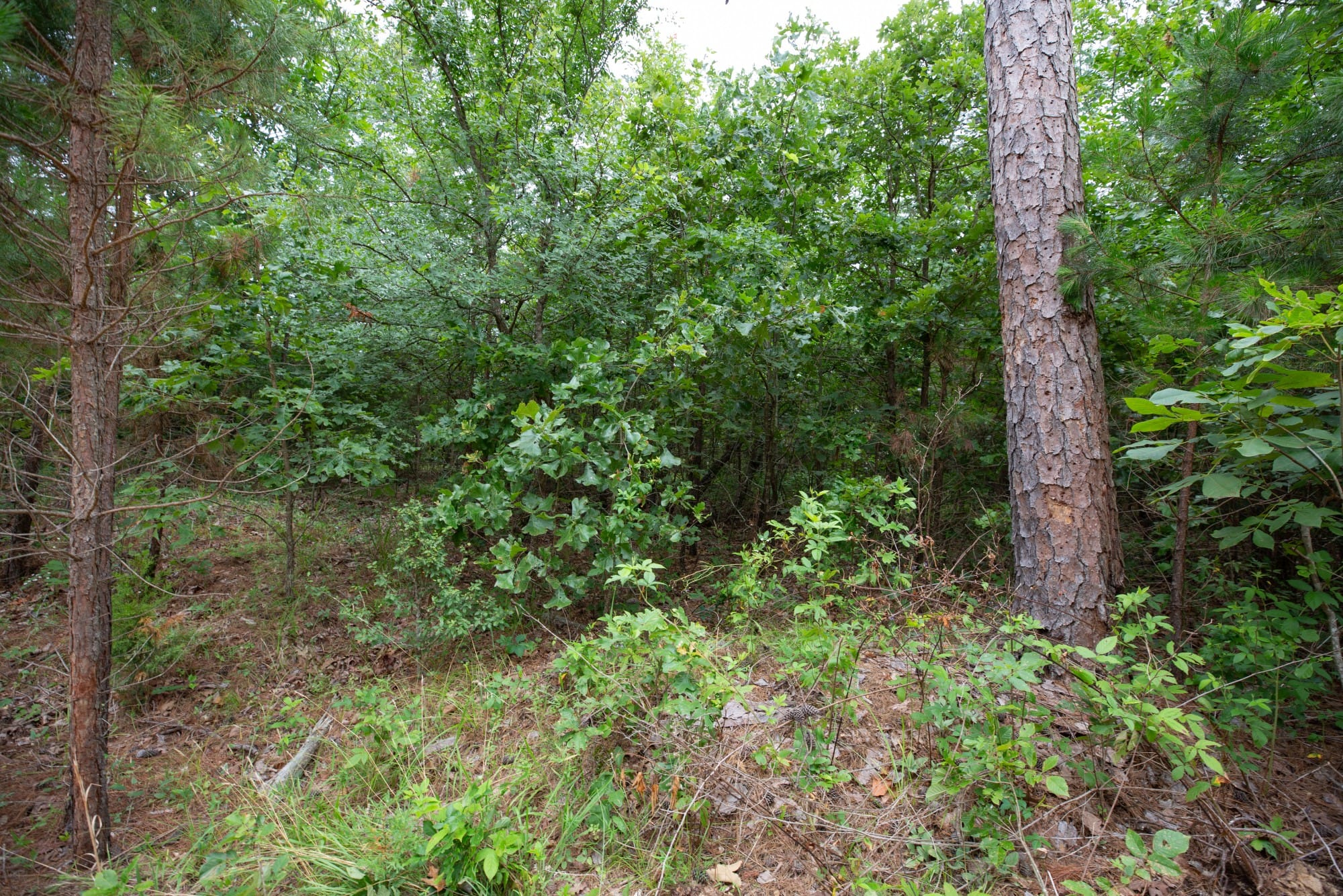 Eagle’s Nest Tract 64 photo 2