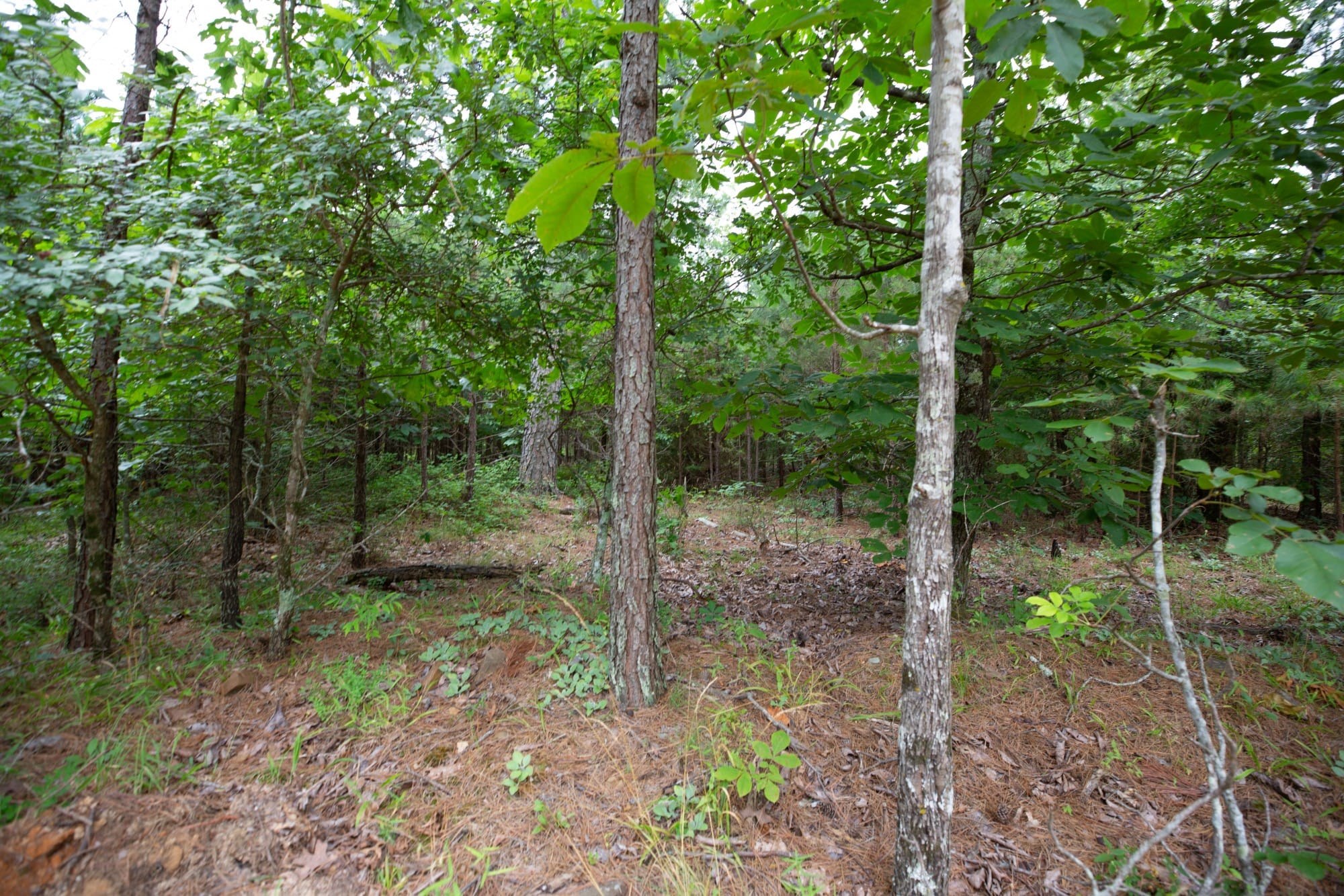 Eagle’s Nest Tract 64 photo 4