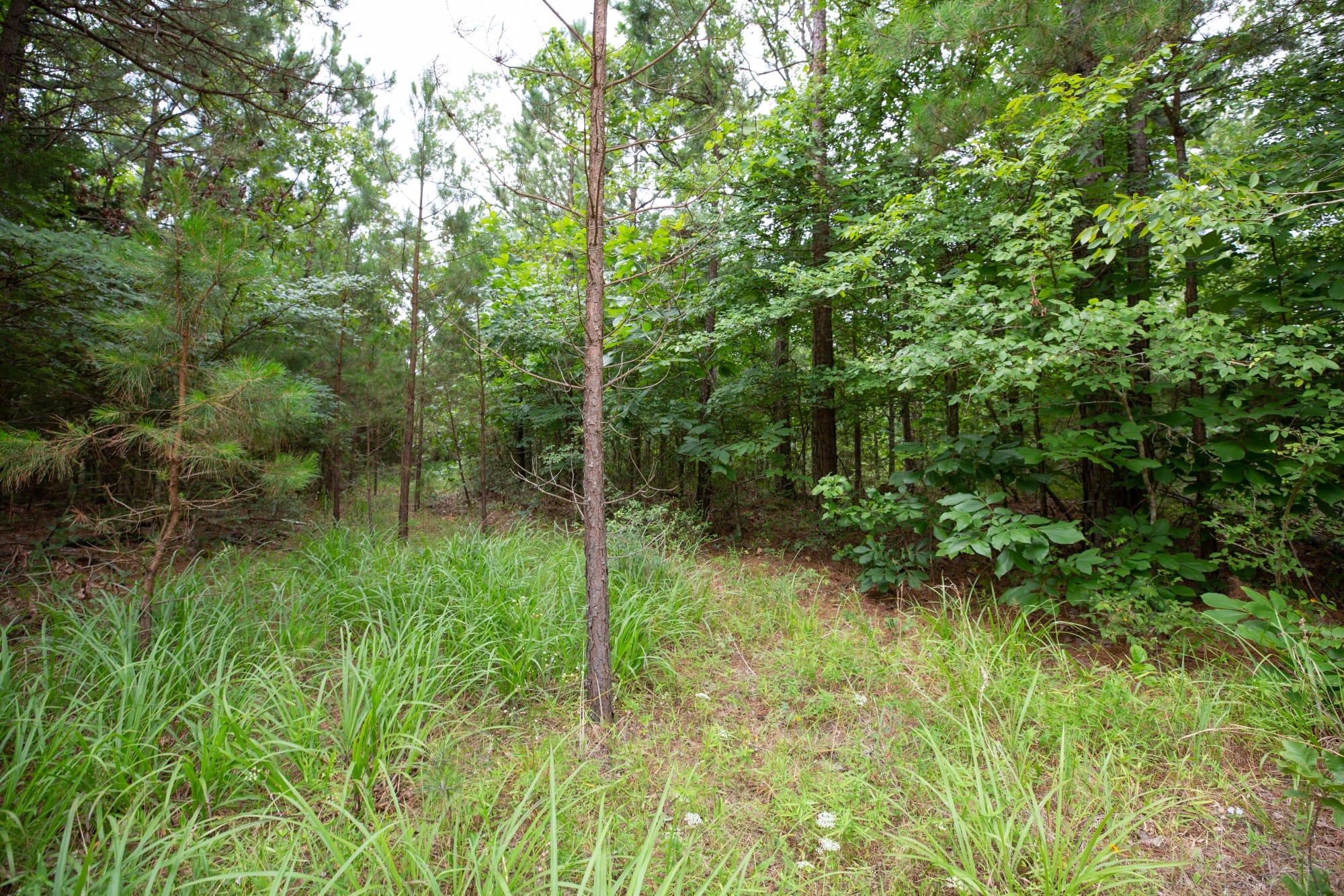 Eagle’s Nest Tract 64 photo 7