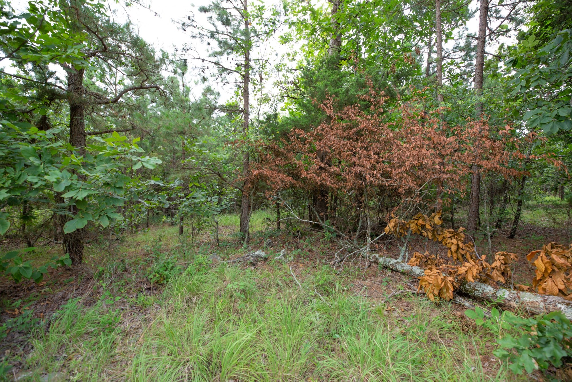 Eagle’s Nest Tract 64 photo 12
