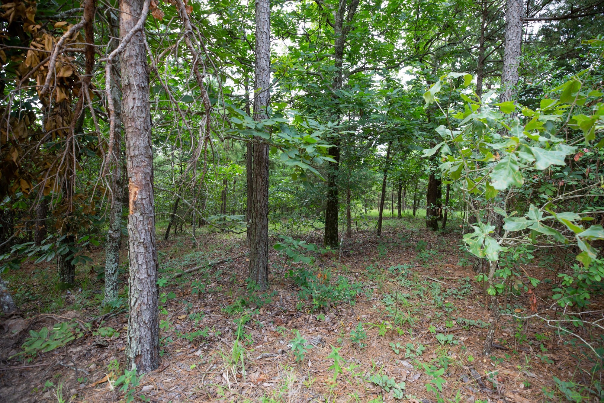 Eagle’s Nest Tract 64 photo 16