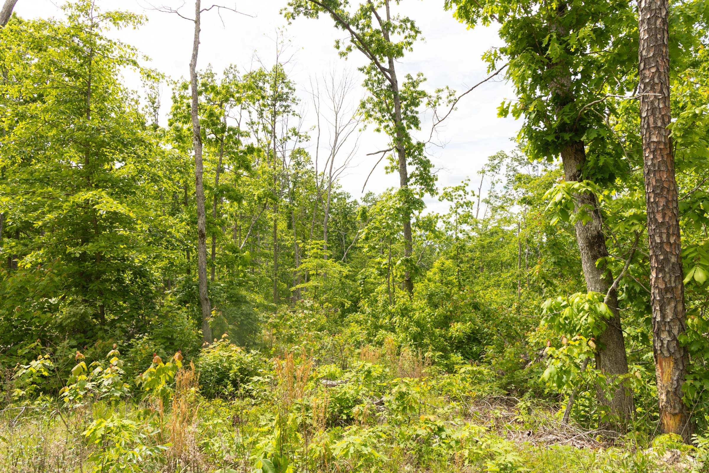 Stardust Estates Tract 8 photo 3