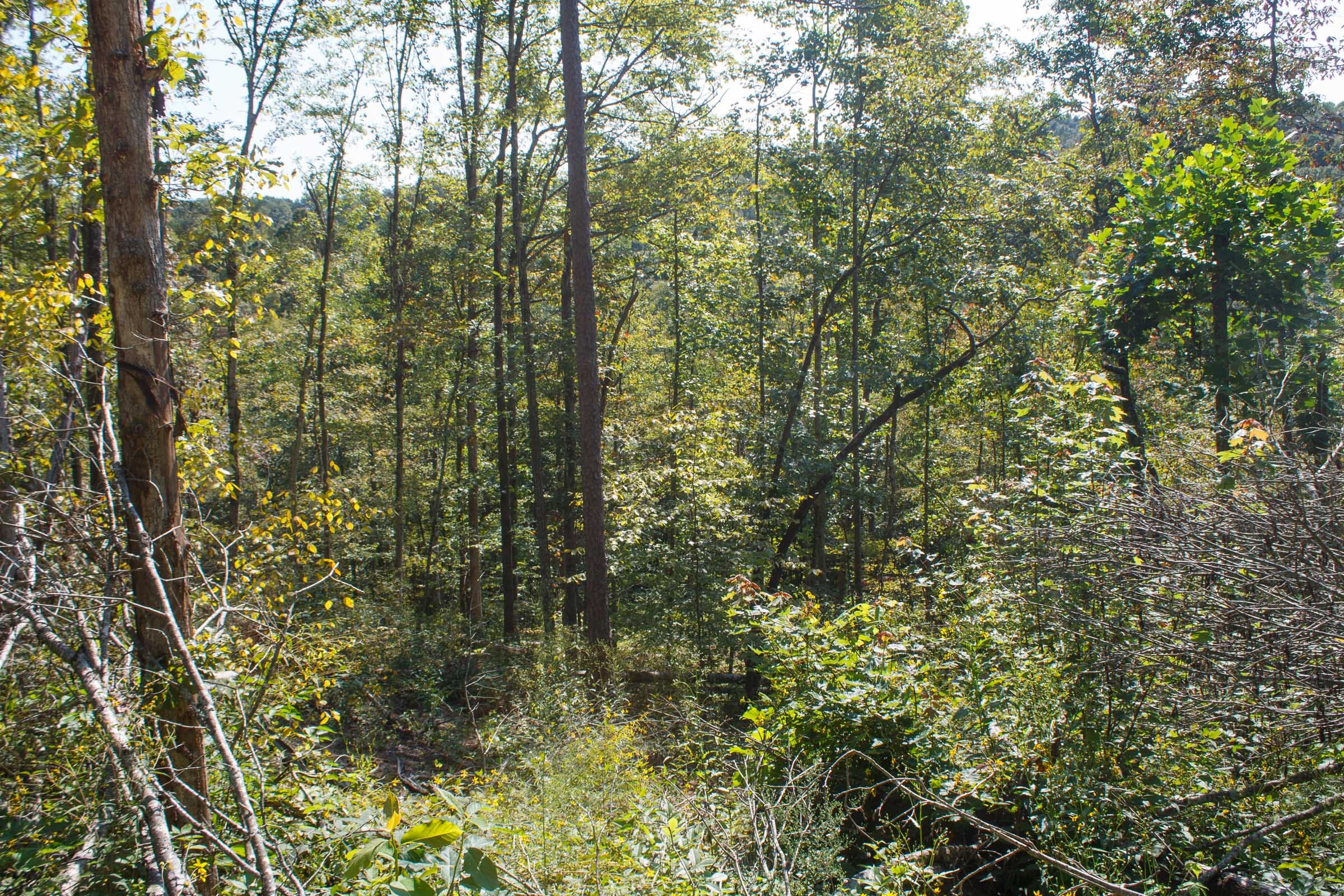 Wounded Oak Tract 11 photo 2