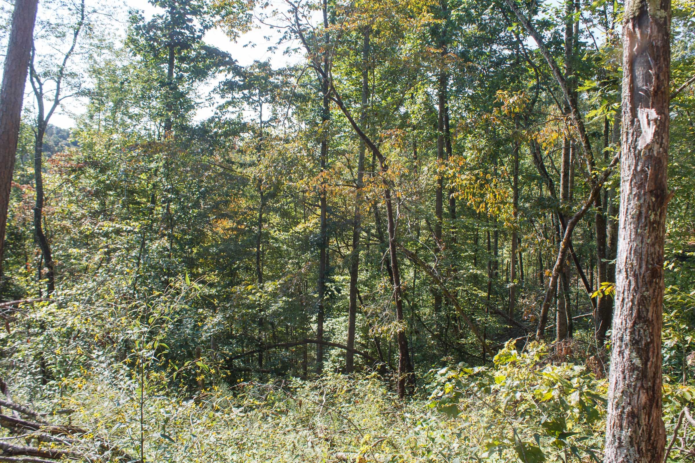 Wounded Oak Tract 11 photo 3