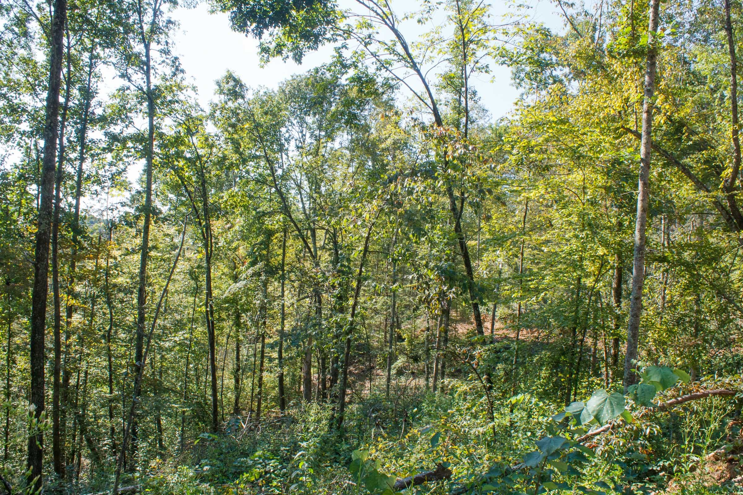 Wounded Oak Tract 11 photo 4