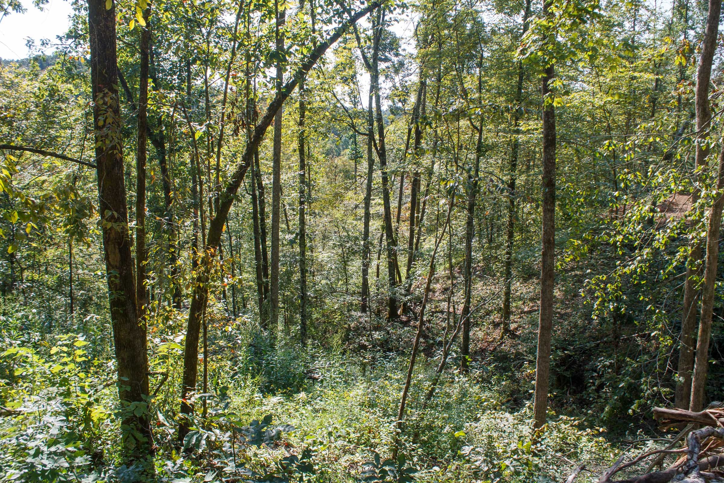 Wounded Oak Tract 11 photo 5