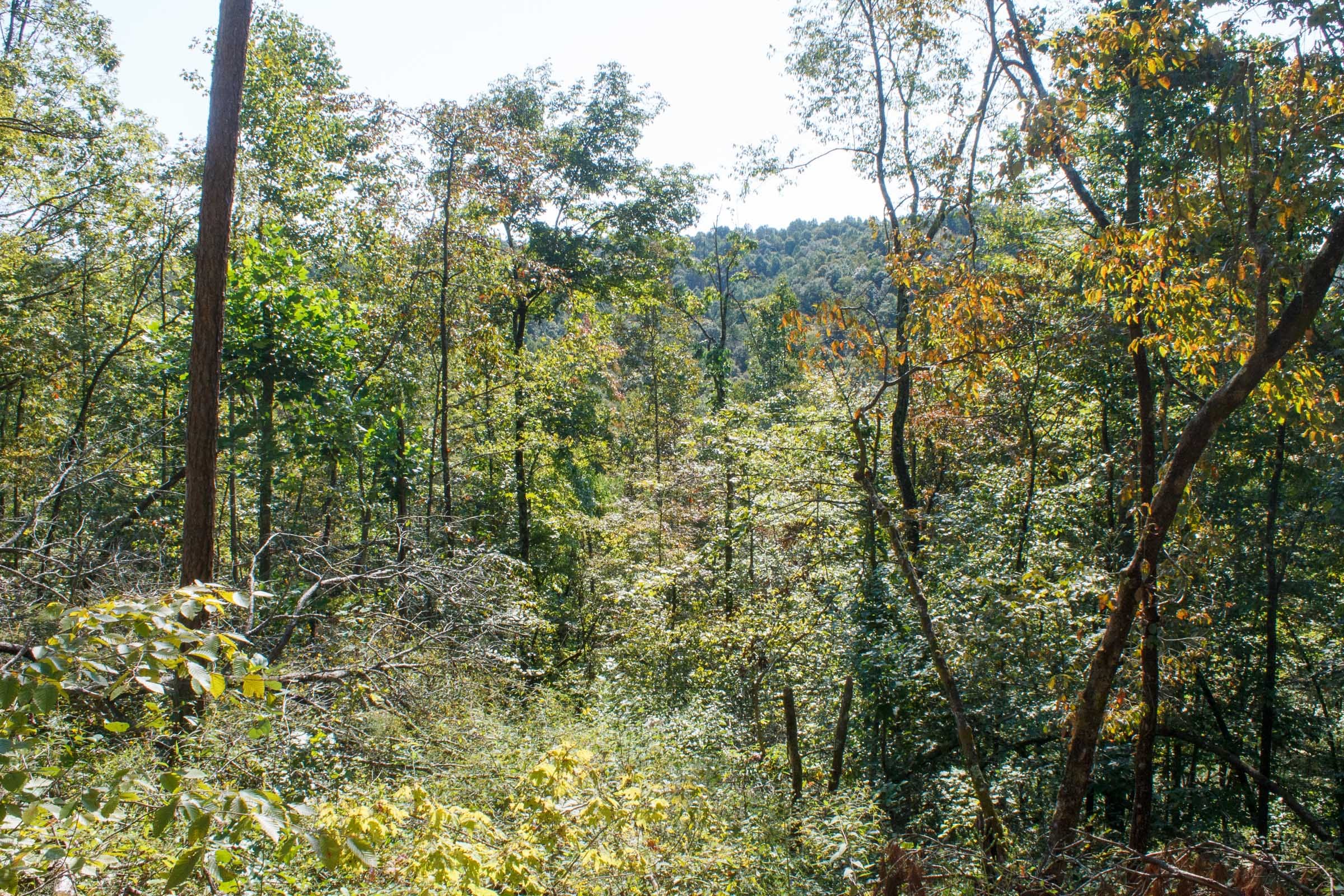 Wounded Oak Tract 11 photo 6