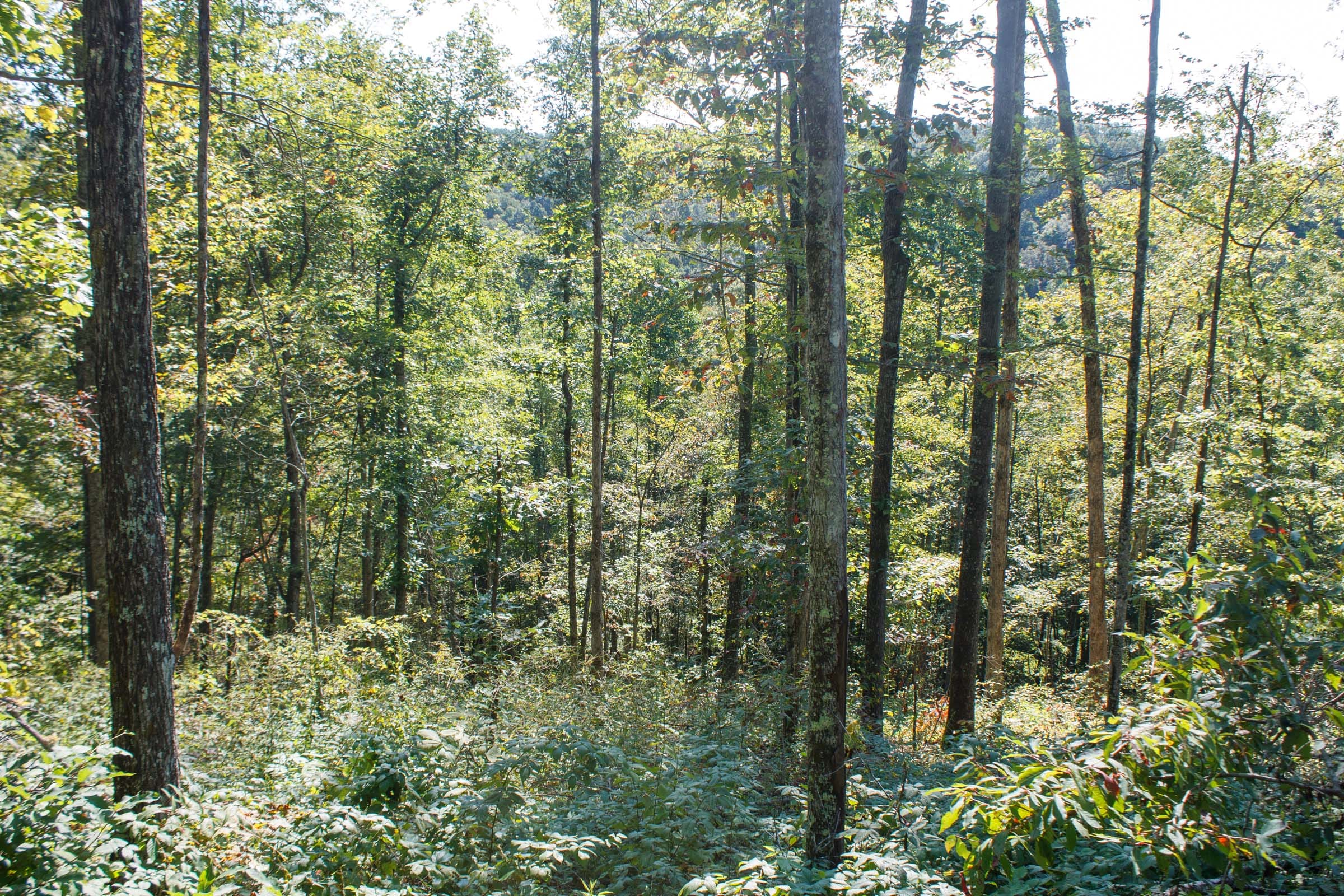 Wounded Oak Tract 11 photo 7