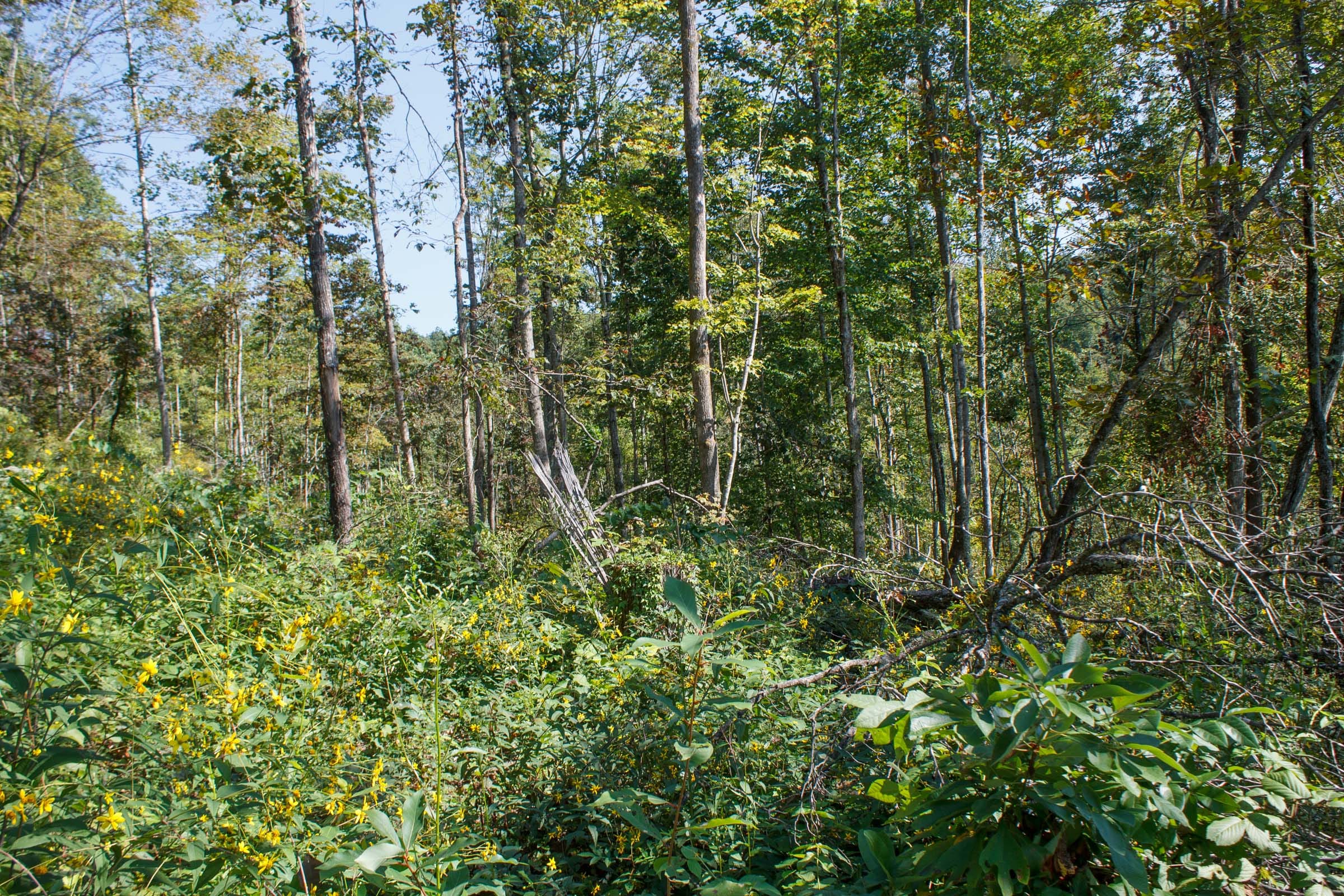 Wounded Oak Tract 11 photo 8