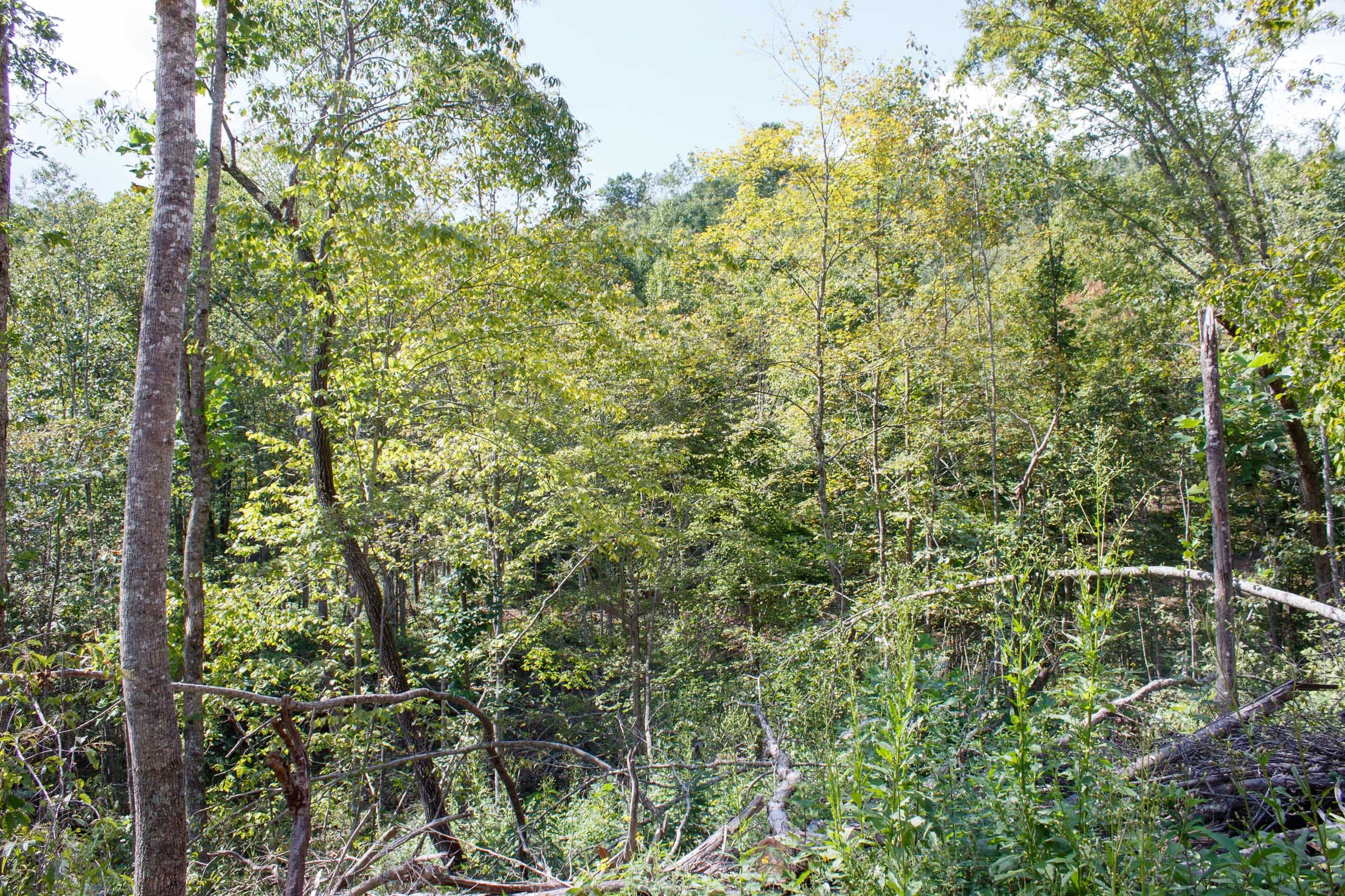 Wounded Oak Tract 11 photo 11