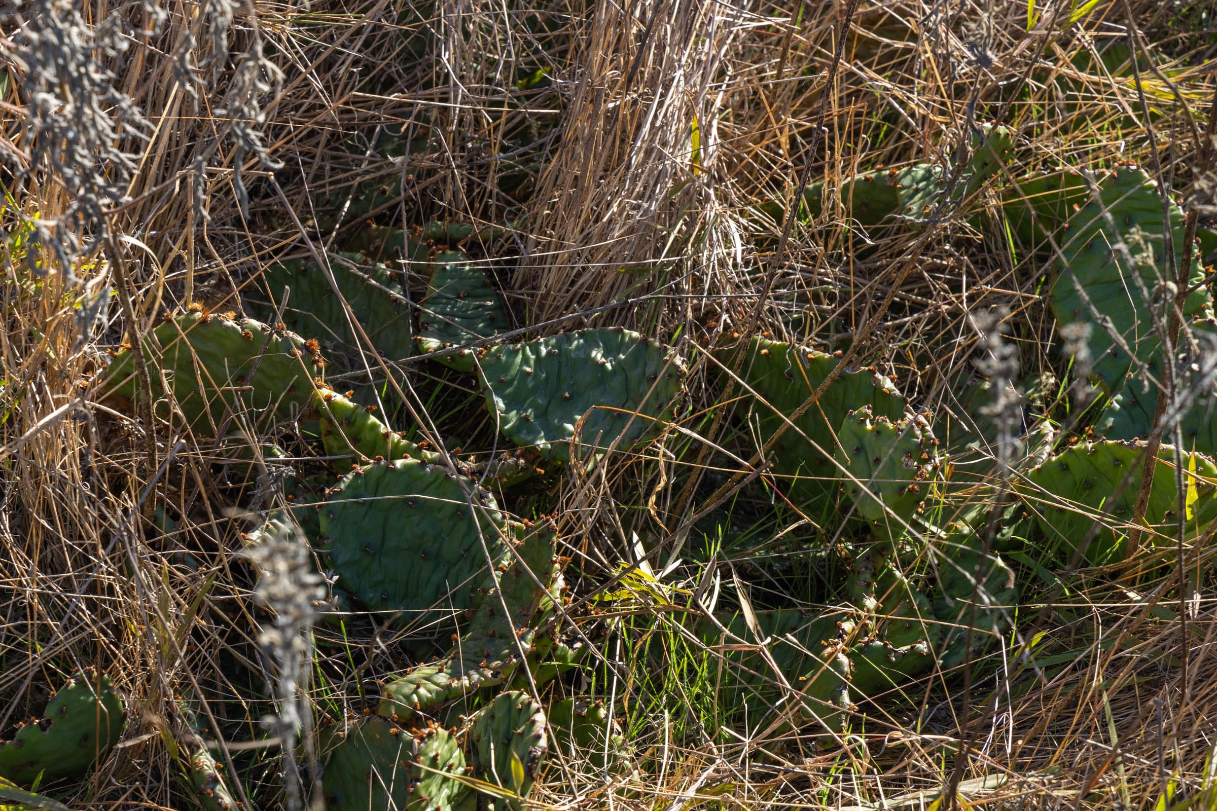 Harmony Hills Tract 44 photo 3