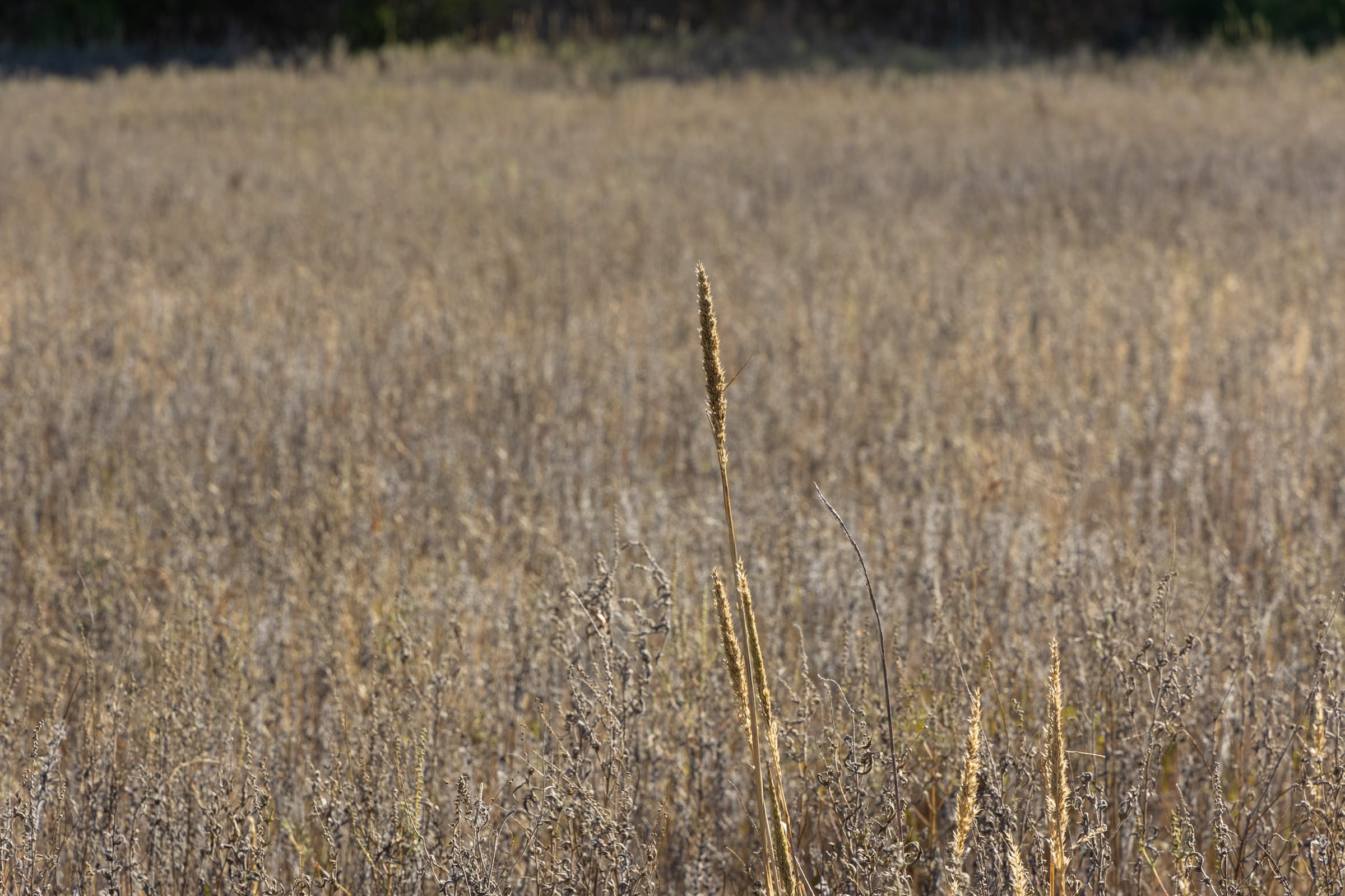 Harmony Hills Tract 44 photo 4