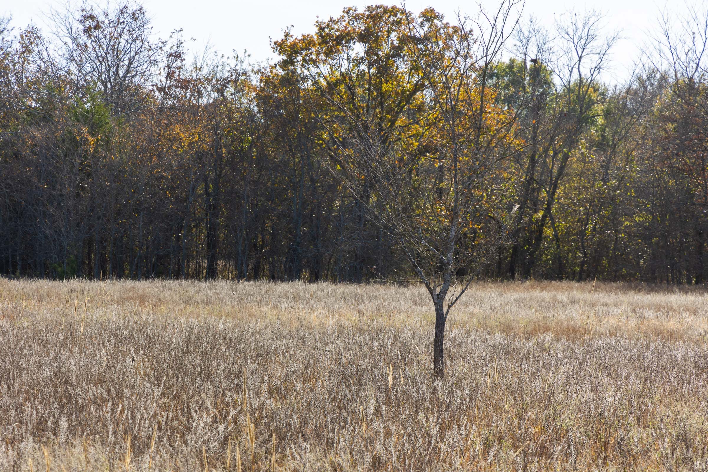 Harmony Hills Tract 44 photo 6