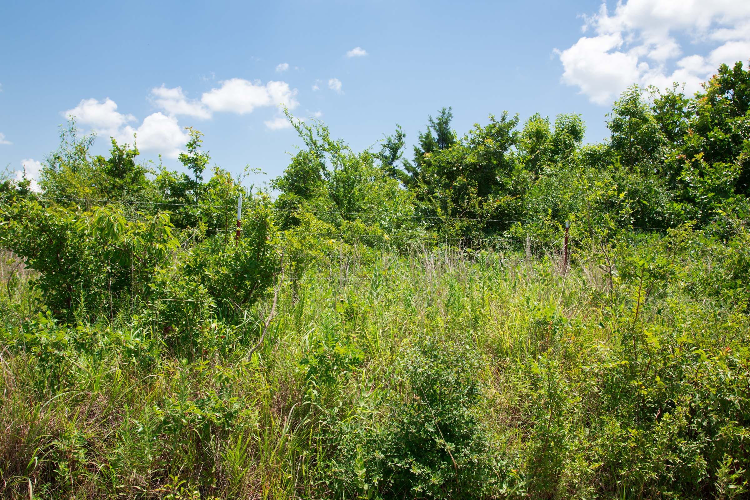 Deep Fork Ranch Tract 12 photo 2