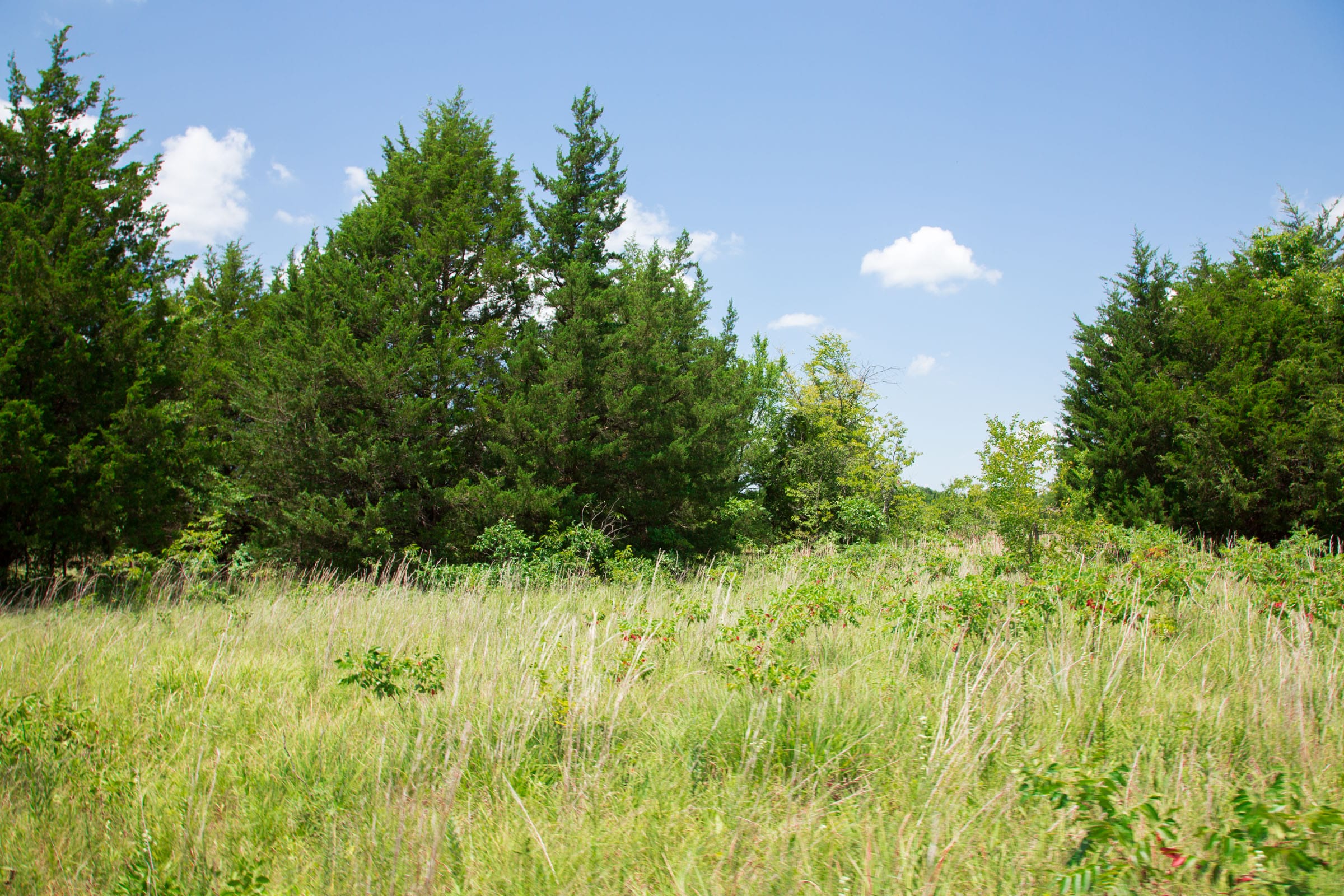 Deep Fork Ranch Tract 12 photo 11