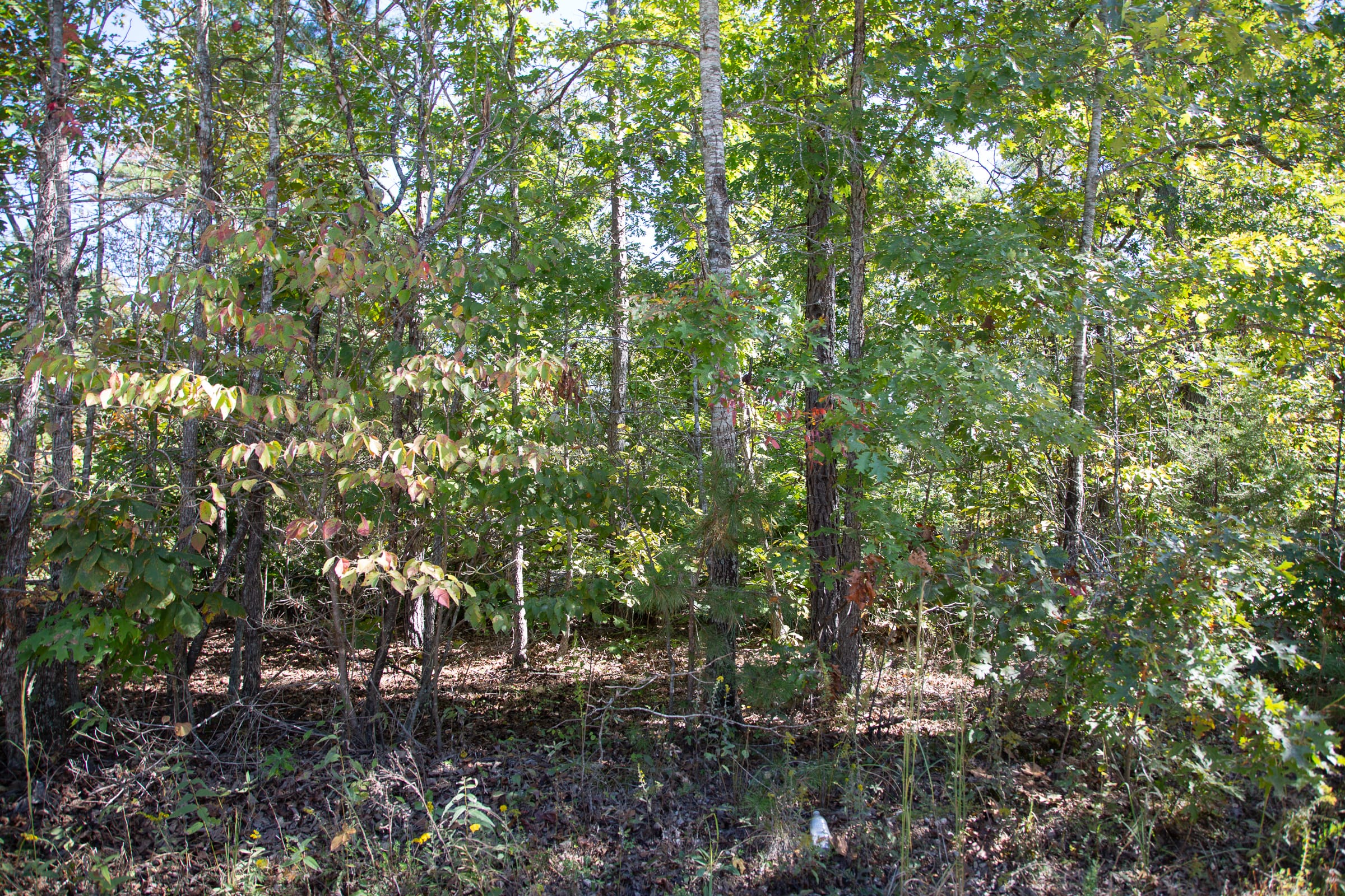 Borgmann’s Hollow Phase III Tract 95 photo 3