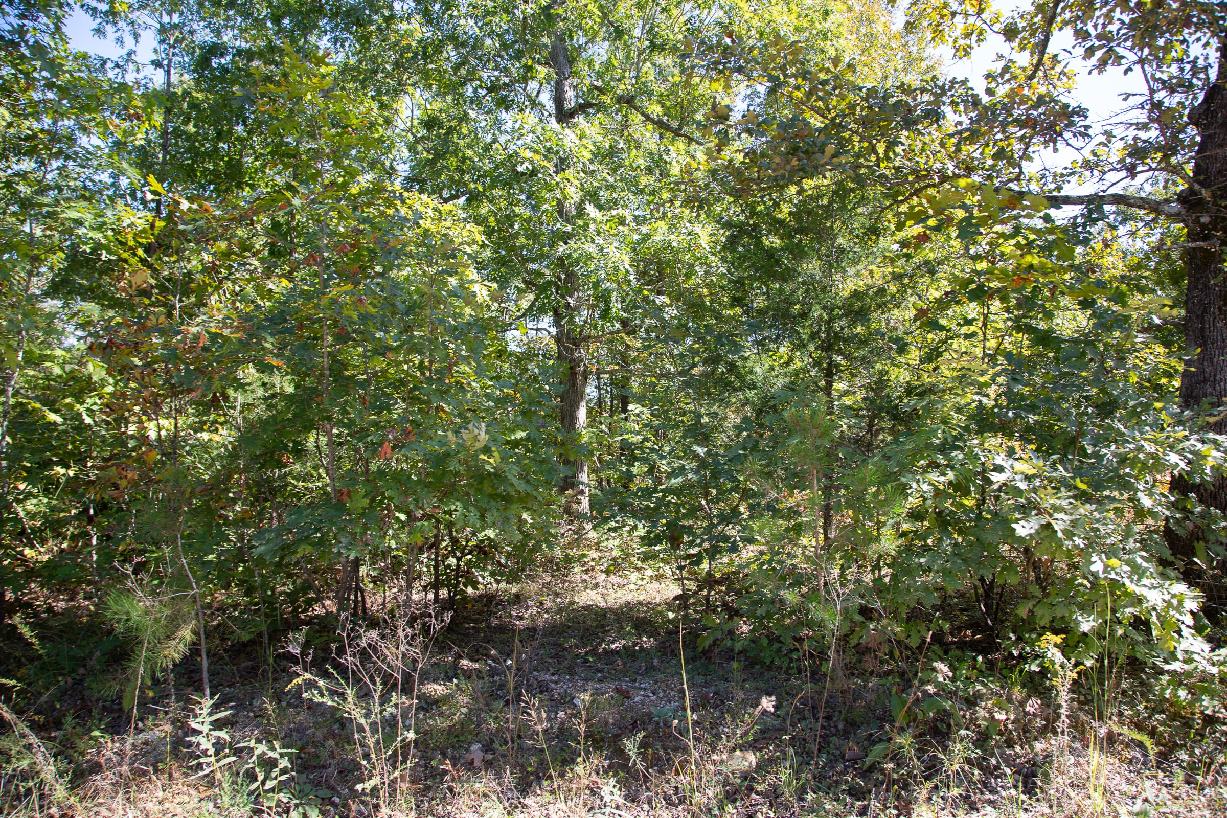Borgmann’s Hollow Phase III Tract 95 photo 5
