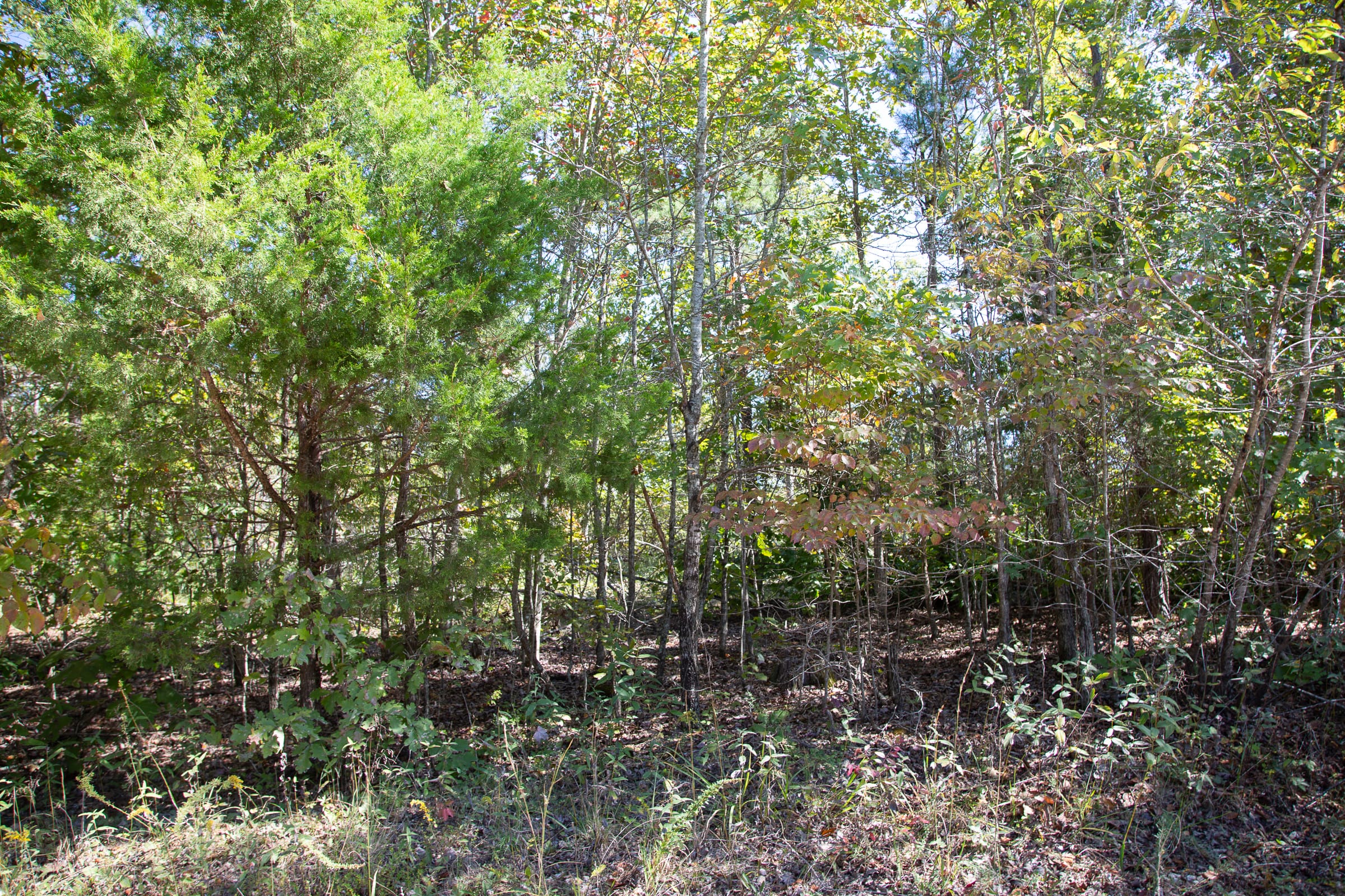 Borgmann’s Hollow Phase III Tract 95 photo 2