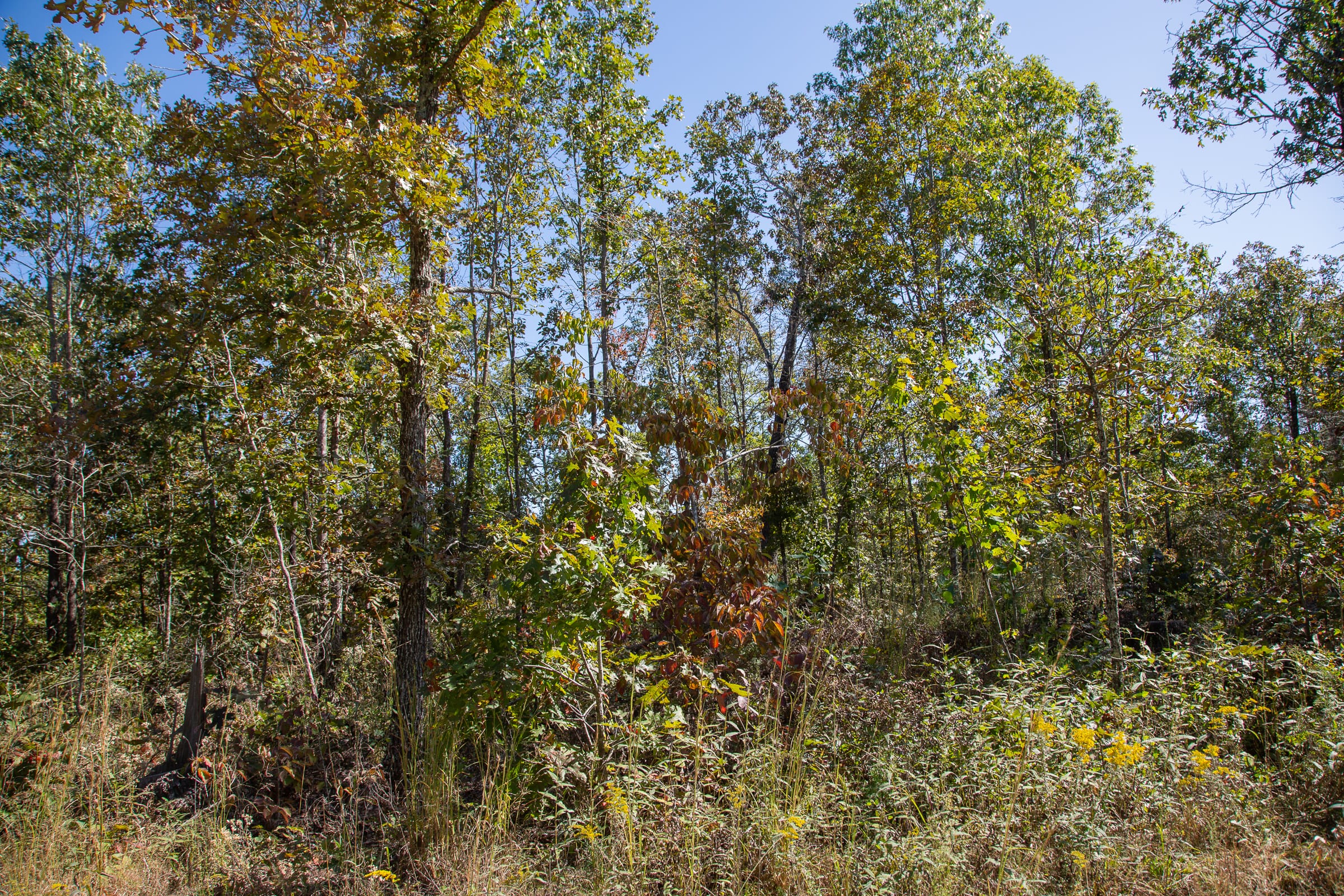 Borgmann’s Hollow Phase III Tract 95 photo 9