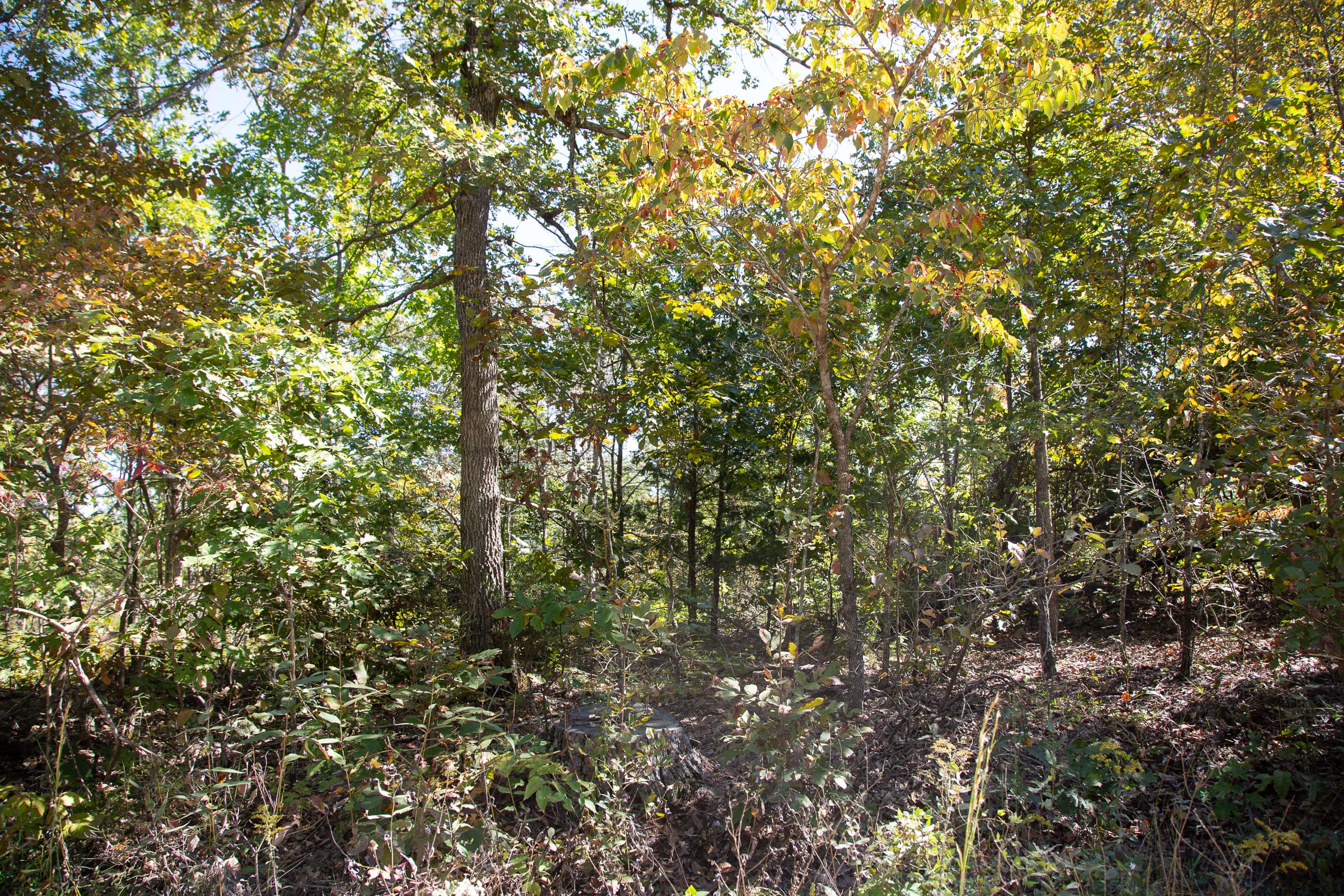 Borgmann’s Hollow Phase III Tract 95 photo 11