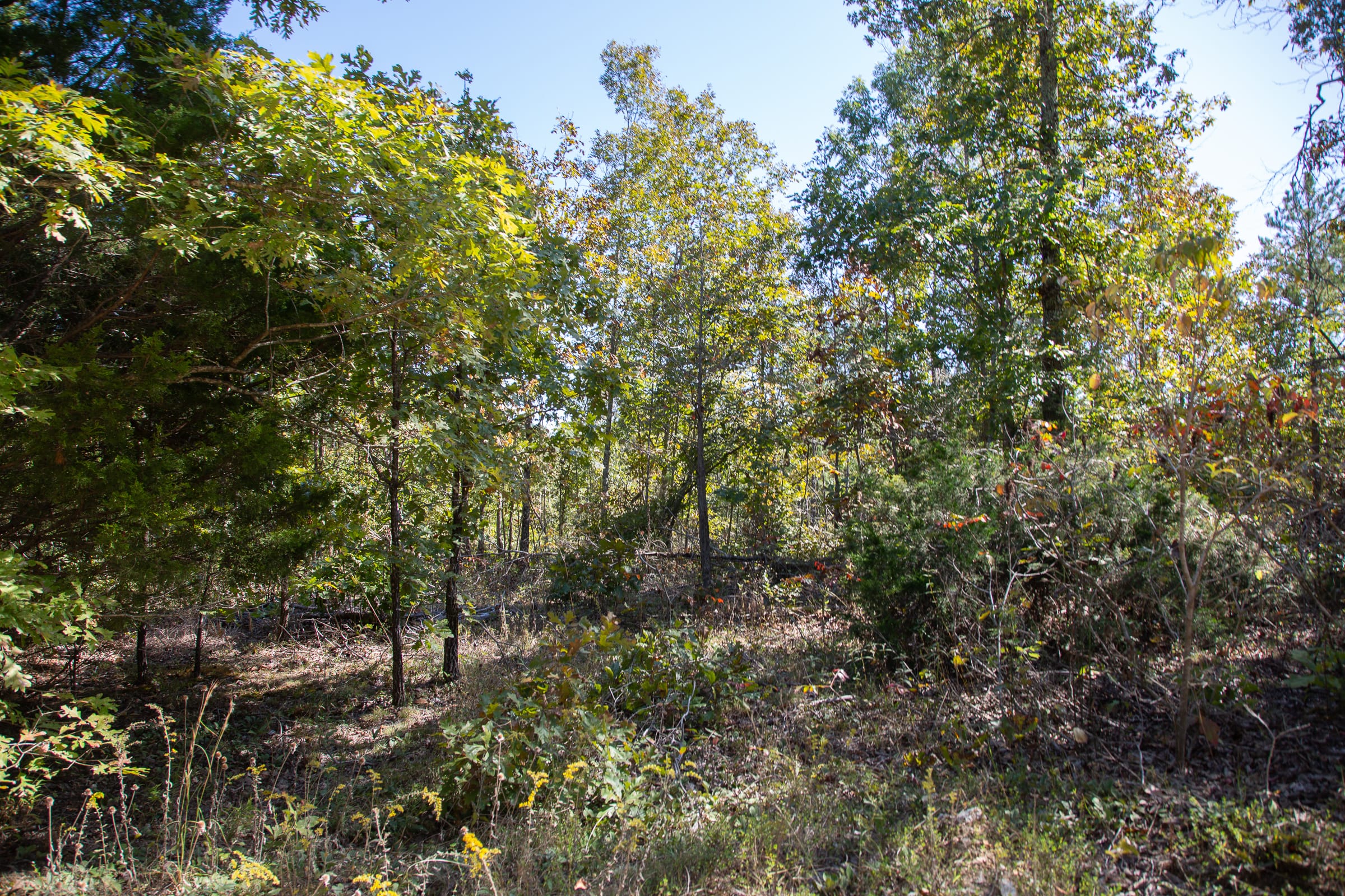 Borgmann’s Hollow Phase III Tract 95 photo 13