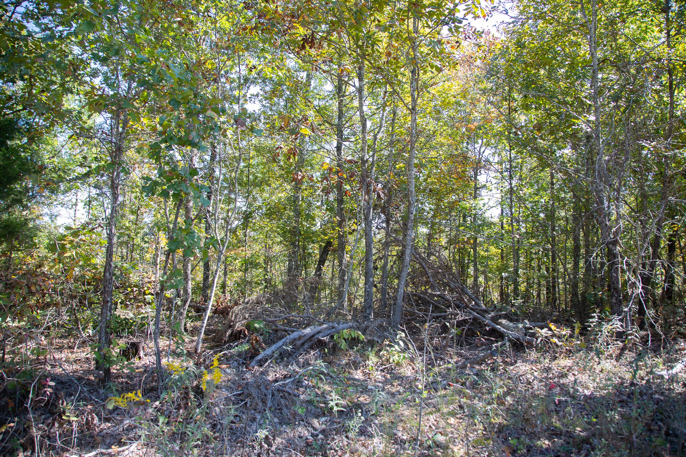 Borgmann’s Hollow Phase III Tract 95 photo 14