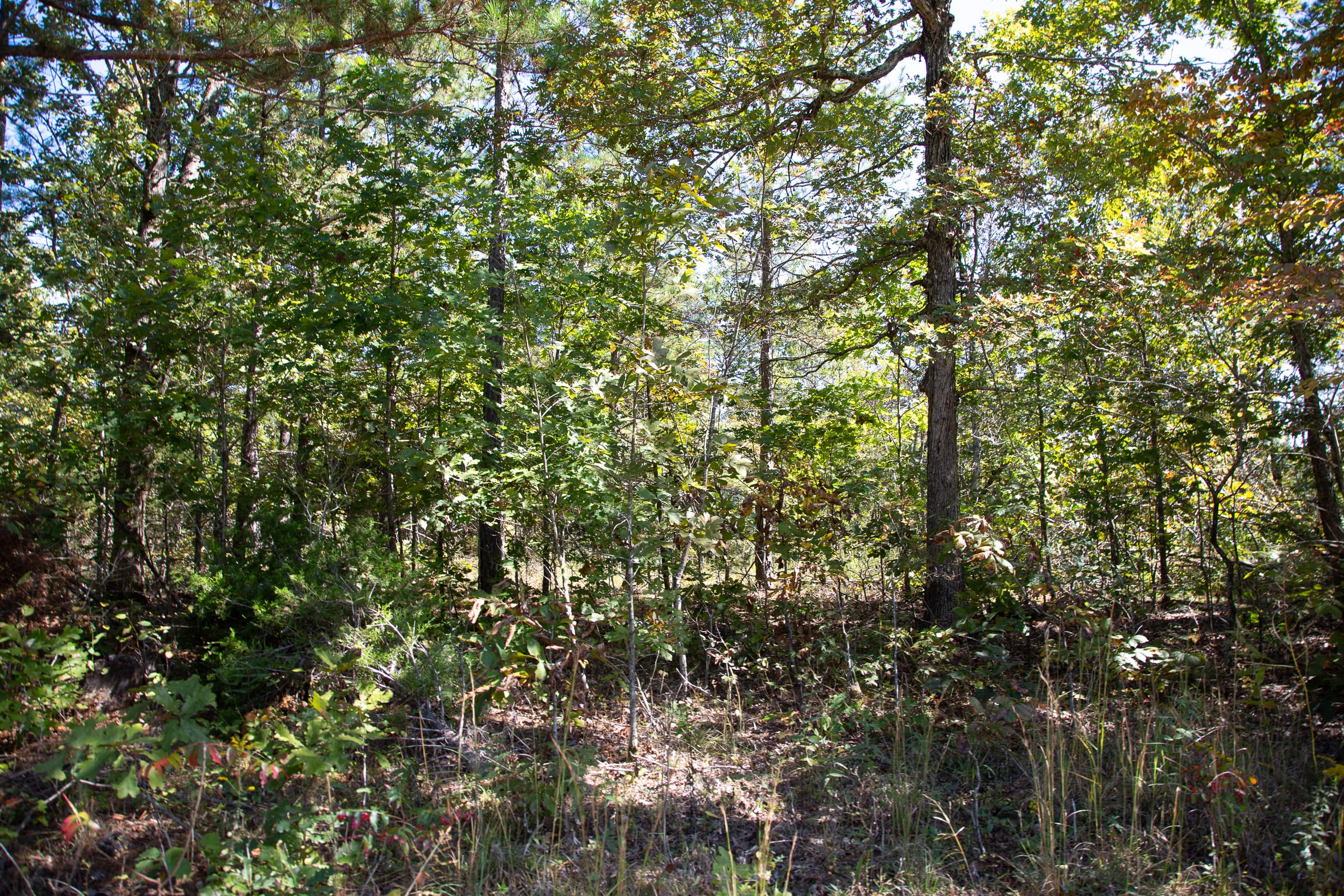 Borgmann’s Hollow Phase III Tract 95 photo 1