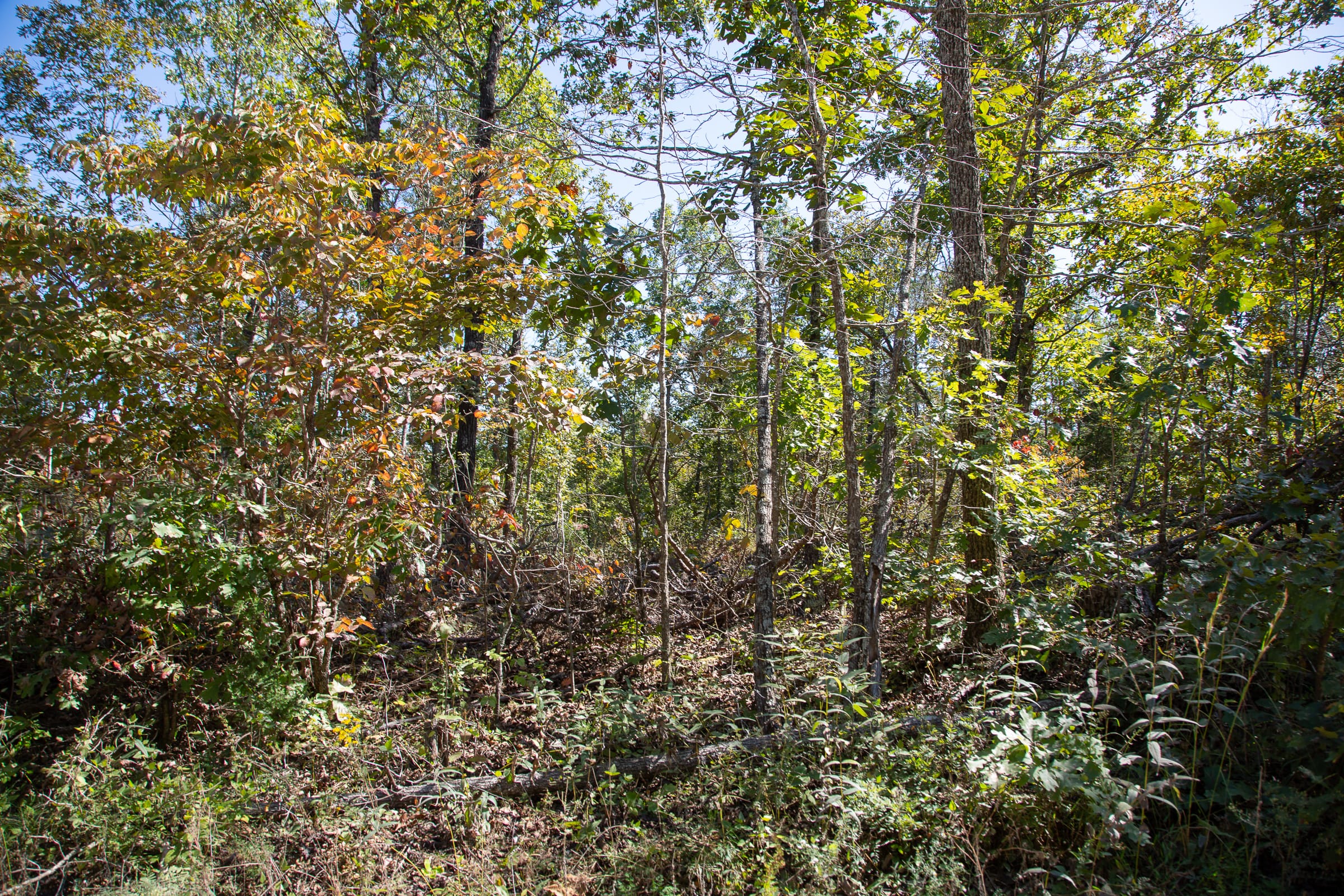 Borgmann’s Hollow Phase III Tract 95 photo 10