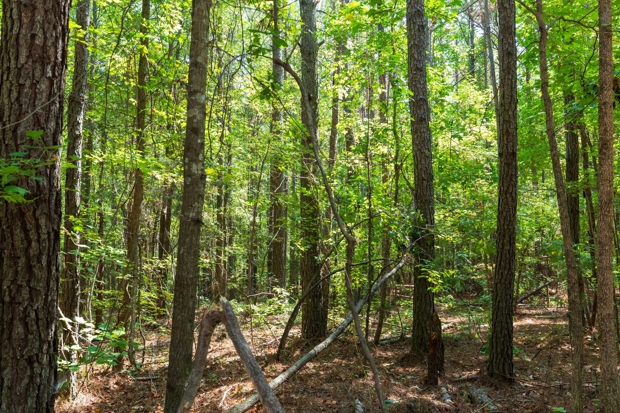 Willow Grove Tract 11 photo 6