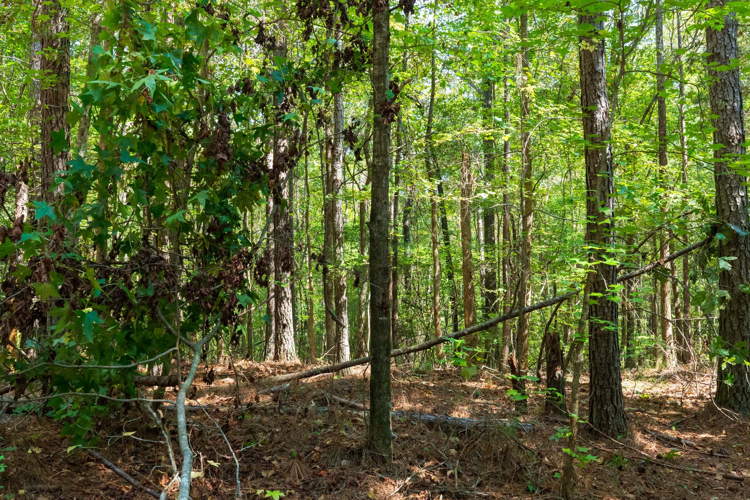 Willow Grove Tract 11 photo 7