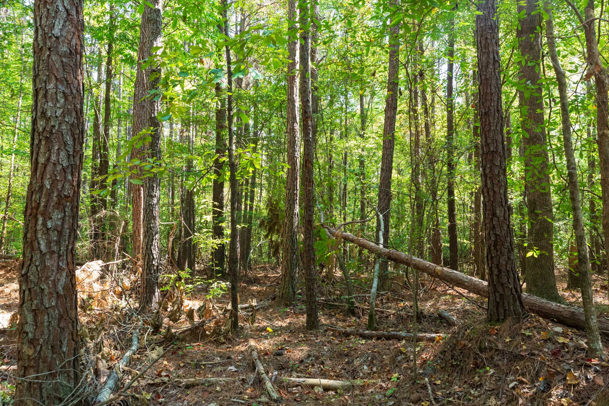 Willow Grove Tract 11 photo 12