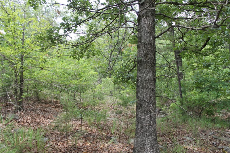 Trophy Ridge Phase III Tract 22 photo 2