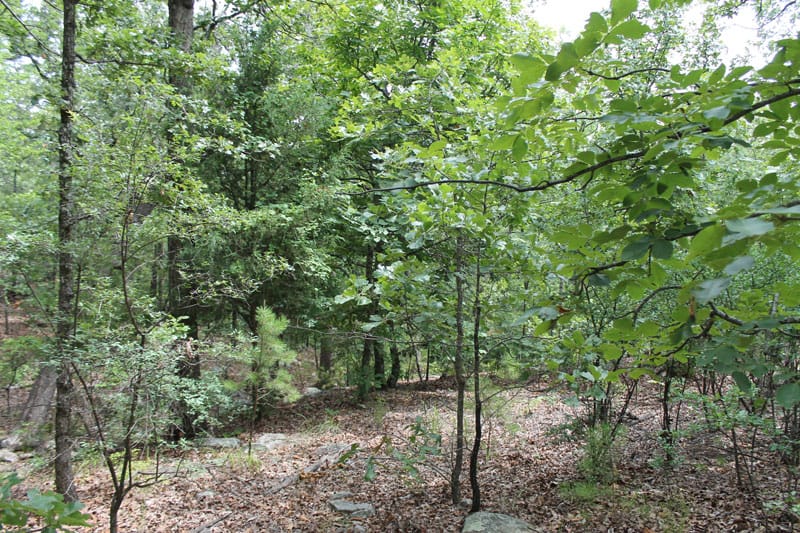 Trophy Ridge Phase III Tract 22 photo 3