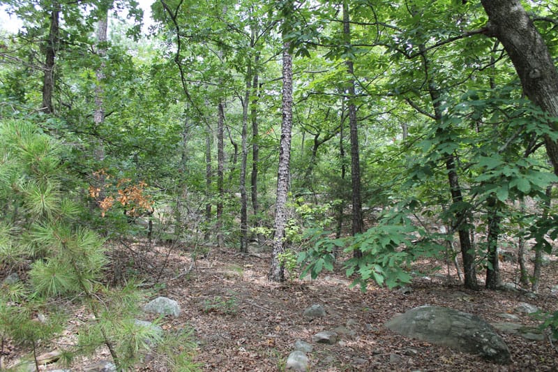 Trophy Ridge Phase III Tract 22 photo 5