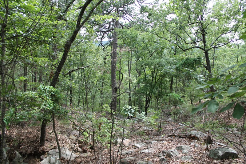 Trophy Ridge Phase III Tract 22 photo 6
