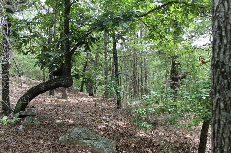 Trophy Ridge Phase III Tract 22 photo 8