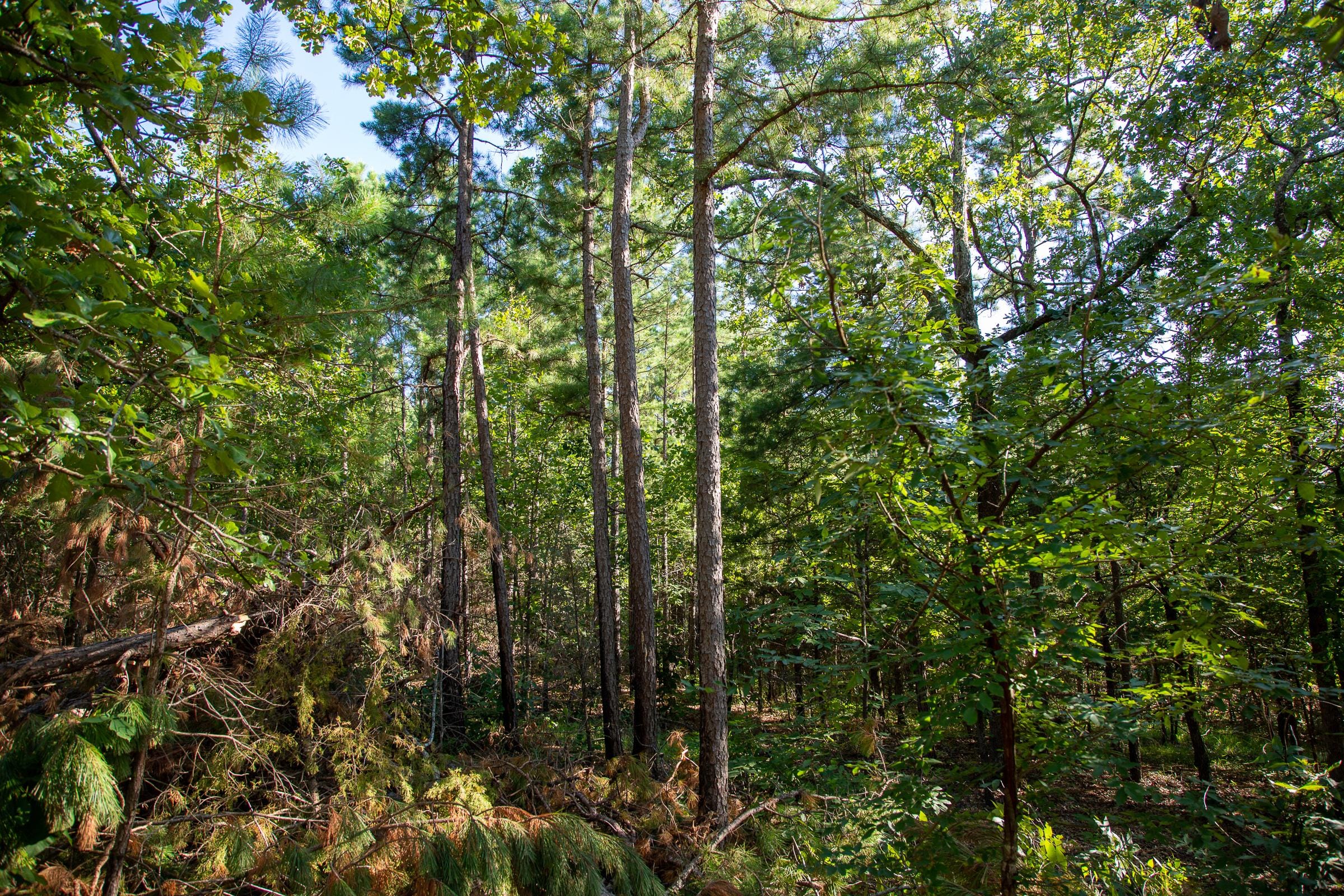 Tyler Stone Ranch Tract 14 photo 1