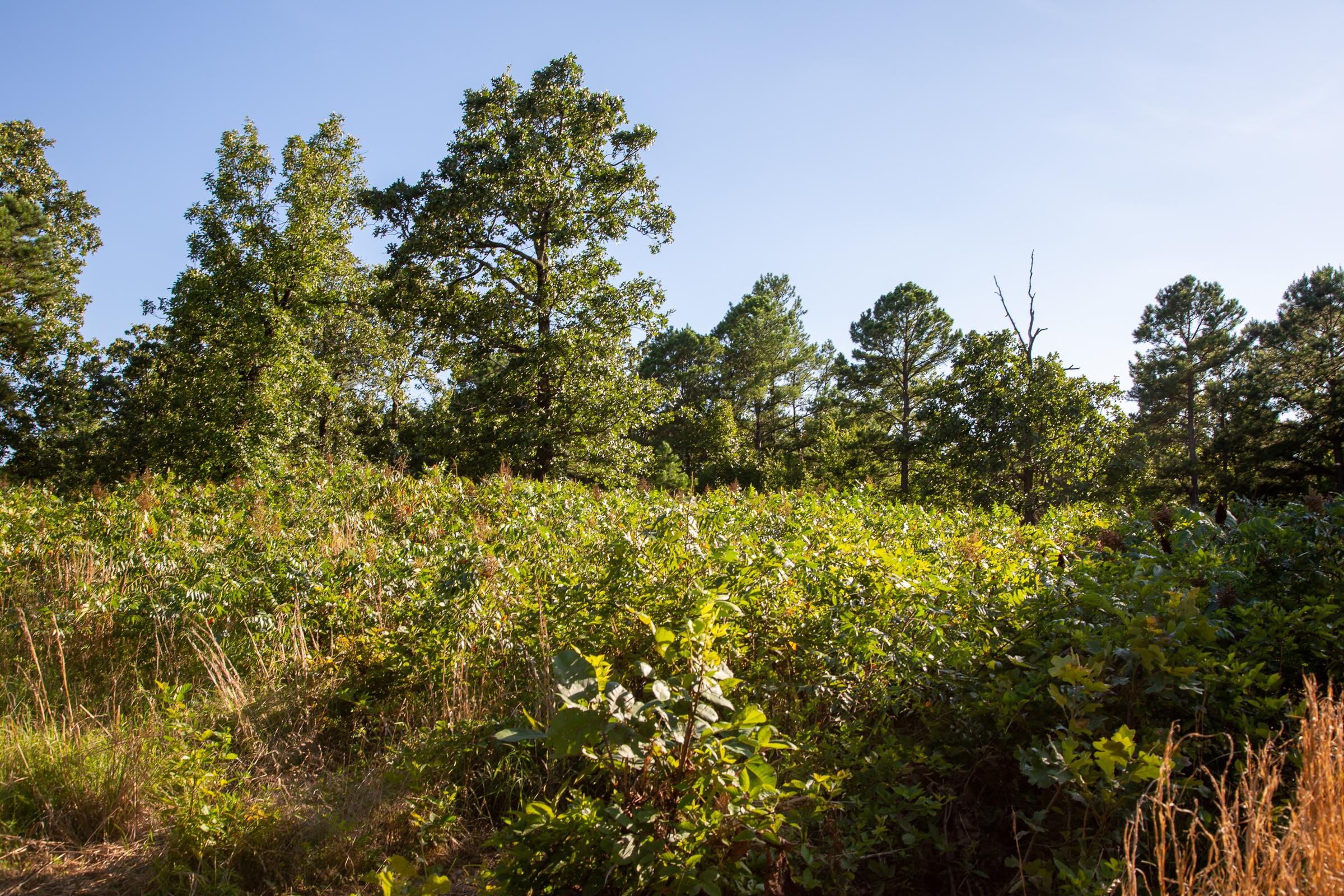 Tyler Stone Ranch Tract 14 photo 6