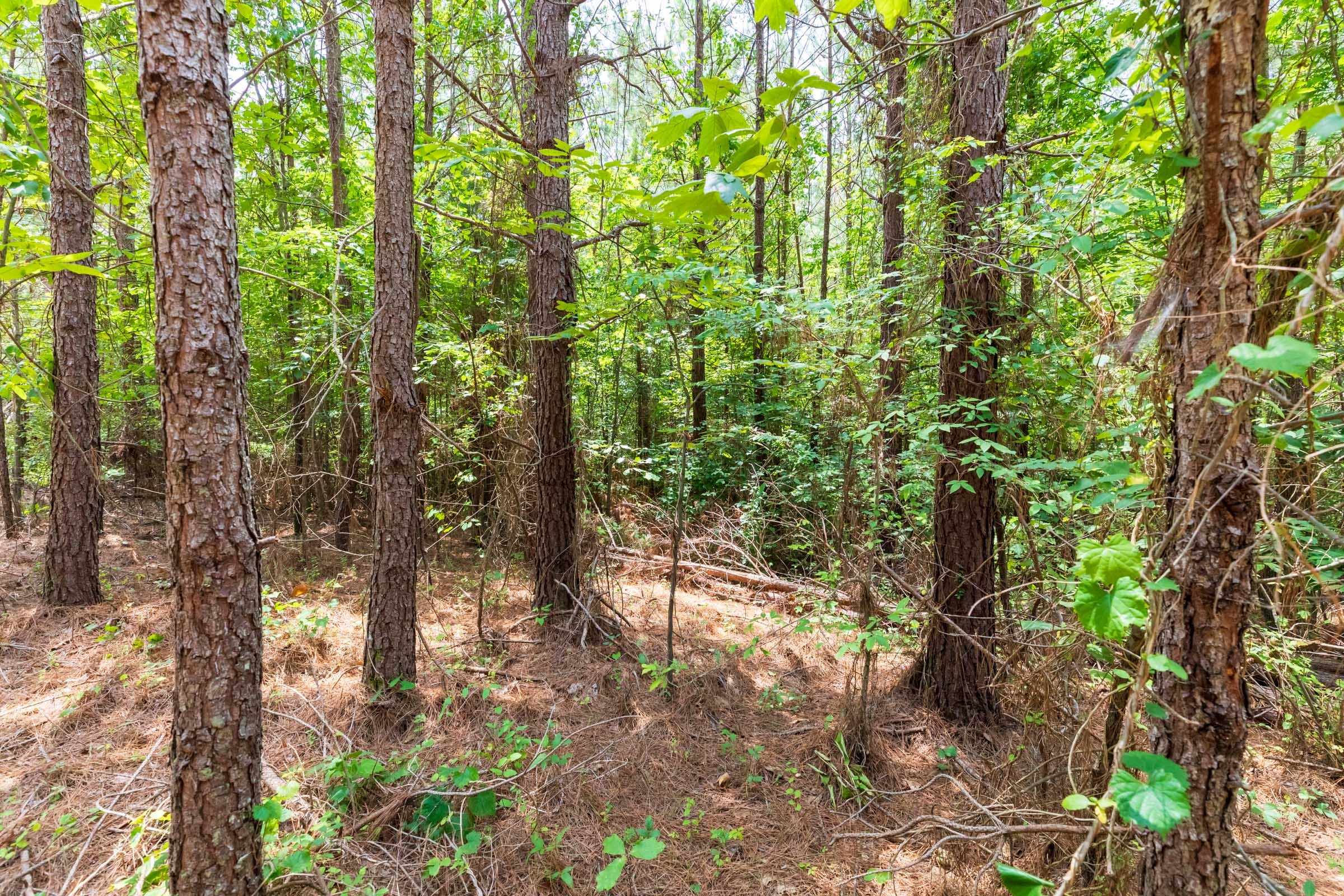 Whiskey Ridge Tract 6 photo 4