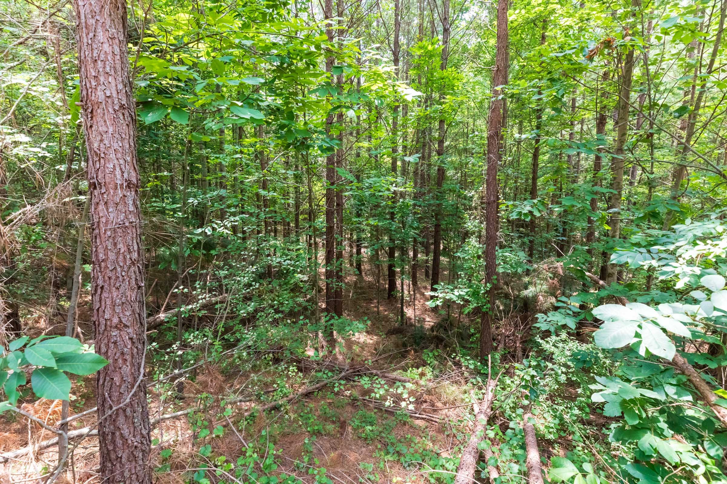 Whiskey Ridge Tract 6 photo 5