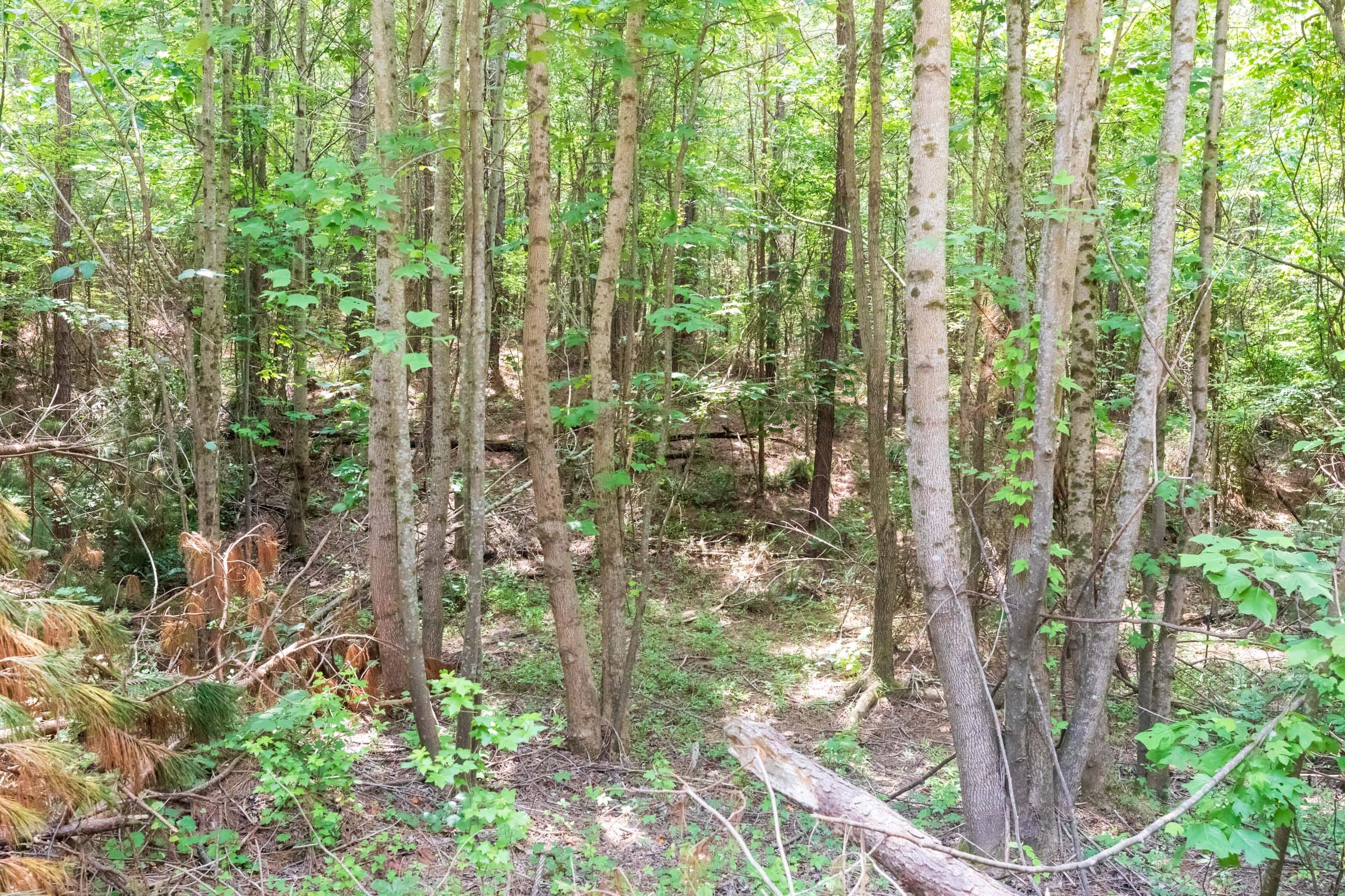 Whiskey Ridge Tract 6 photo 7