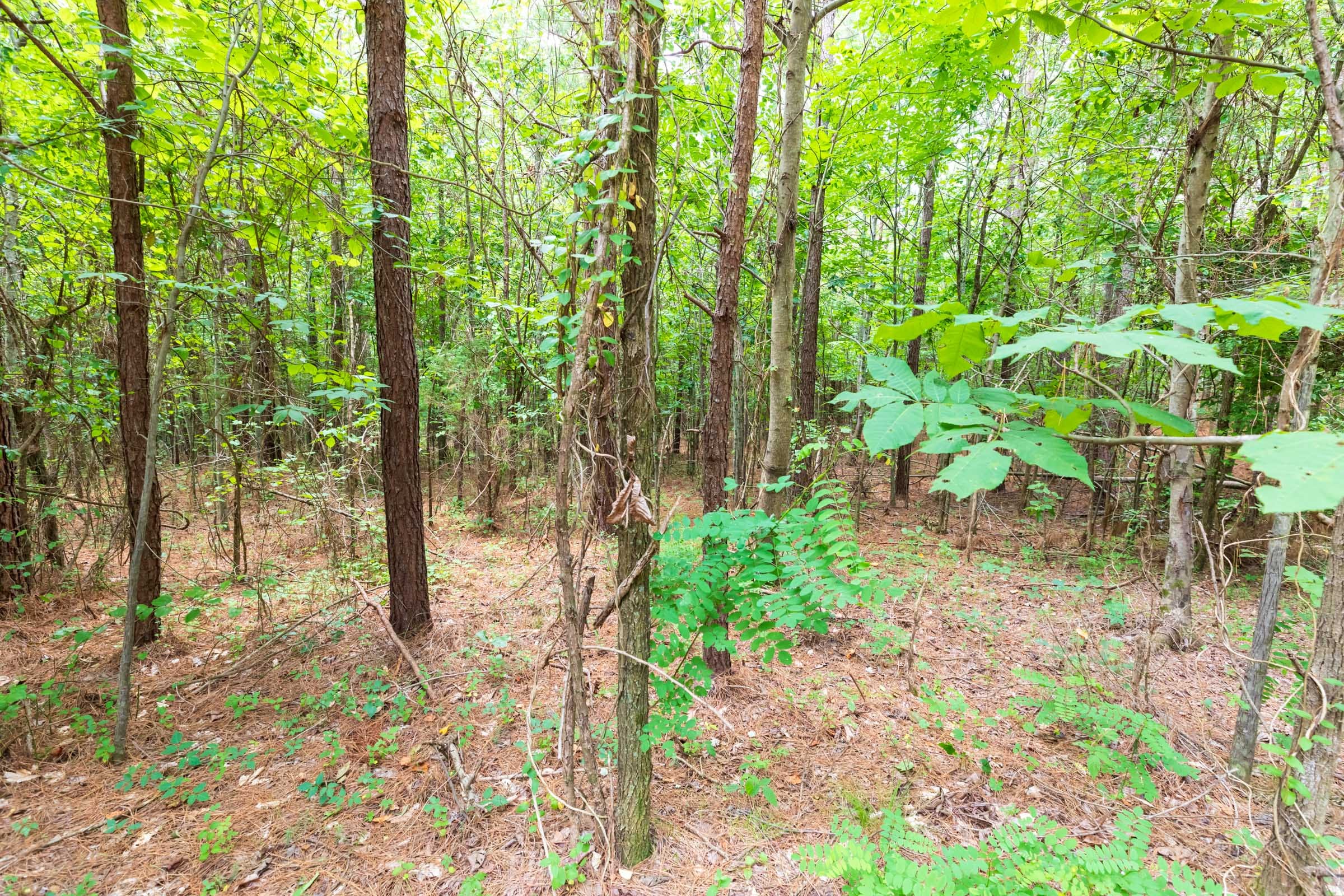 Whiskey Ridge Tract 6 photo 8