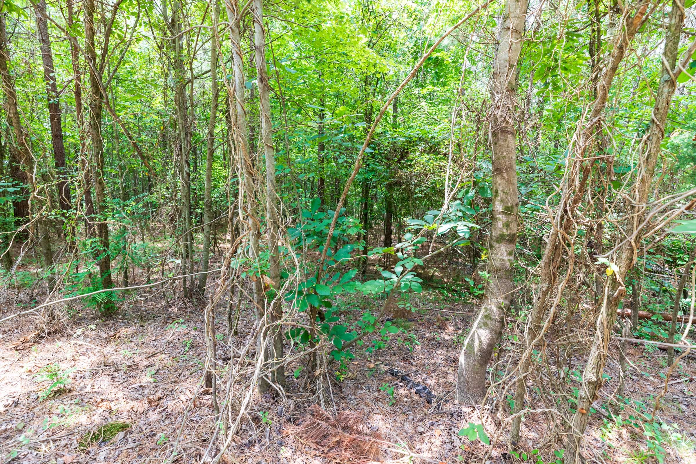 Whiskey Ridge Tract 6 photo 10