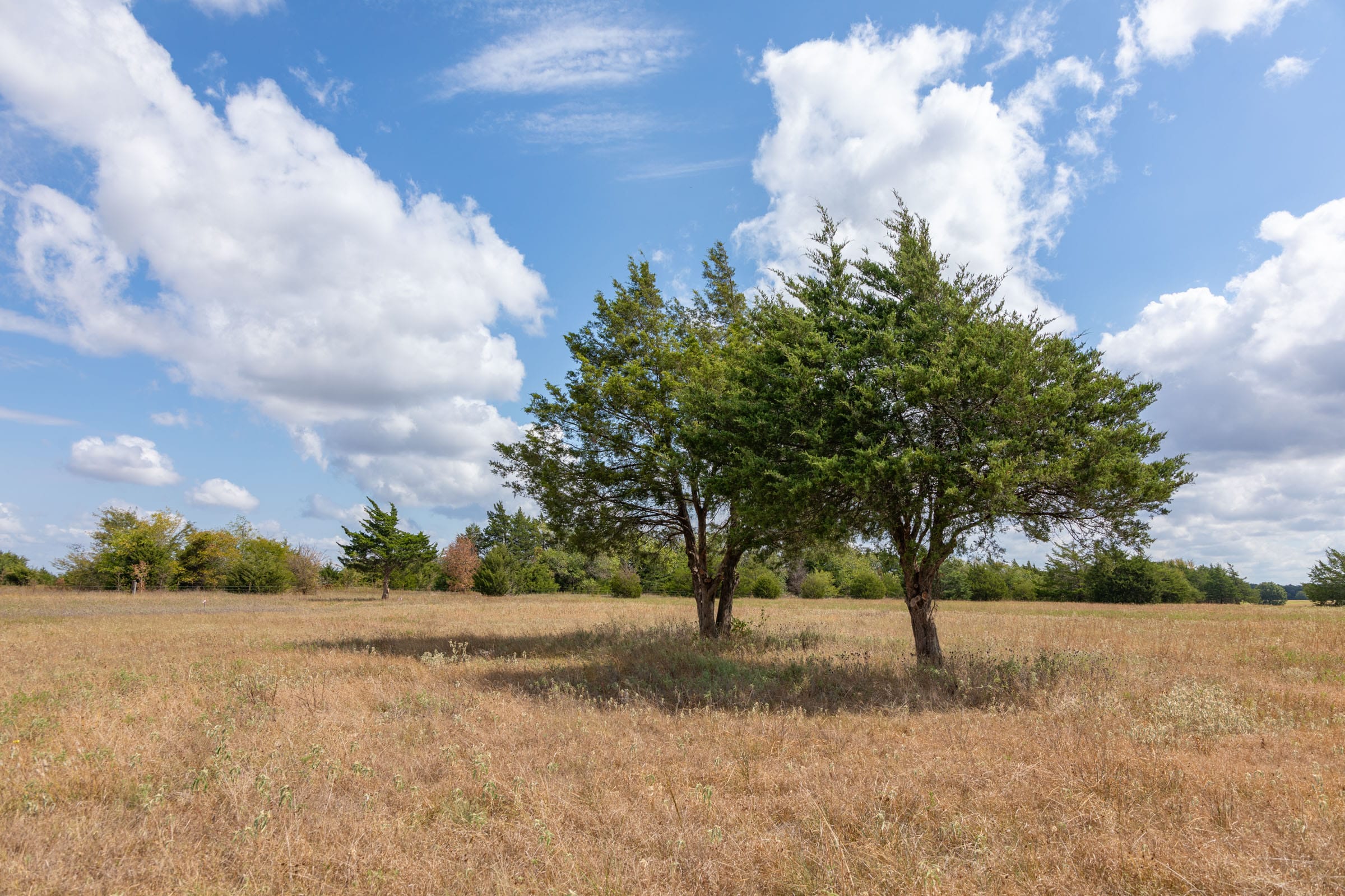 Wildflower Reserve Tract 6 photo 6