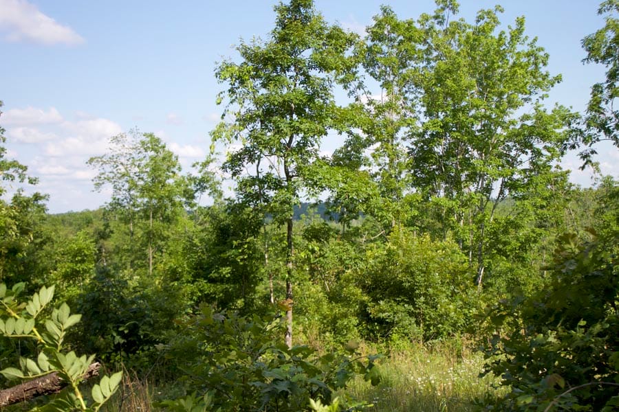Thunder Mountain Ranch Tract 5 photo 3